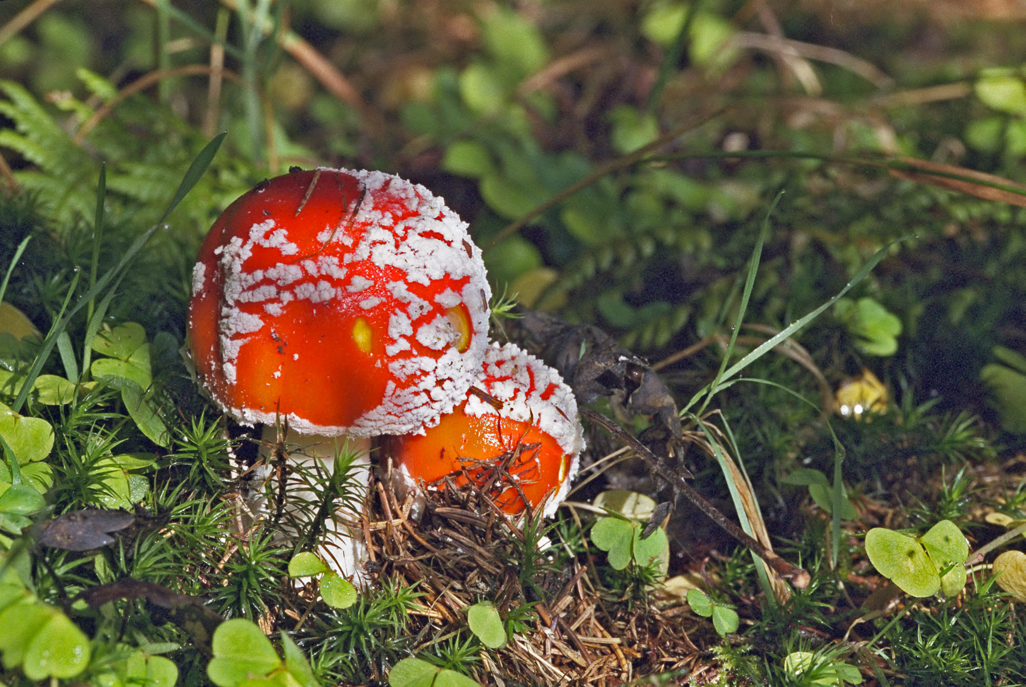 fly-agaric