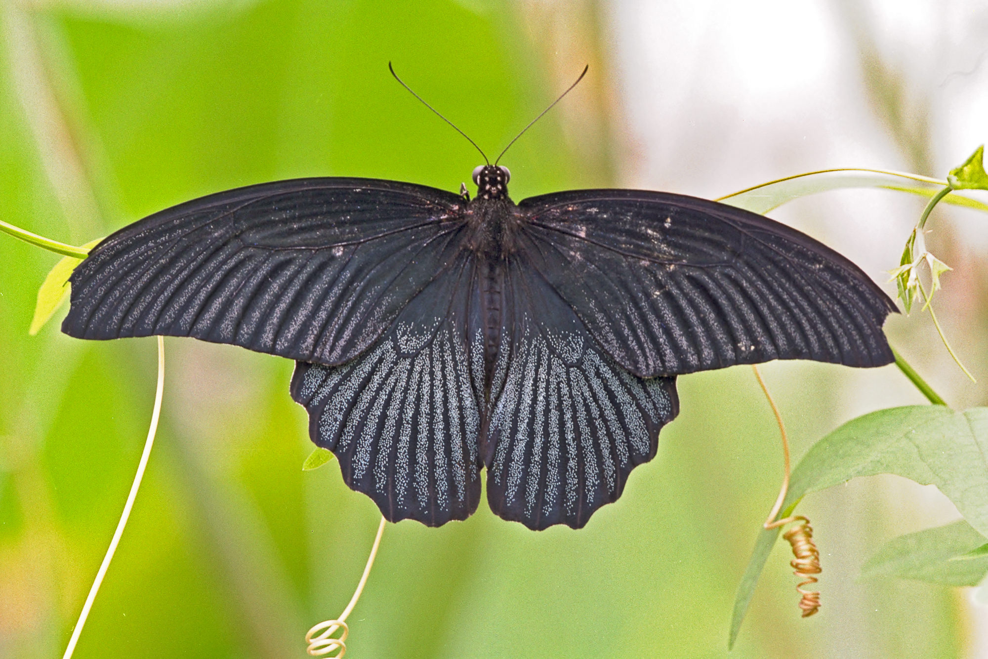 Schwalbenschwanz / Papilio machaon