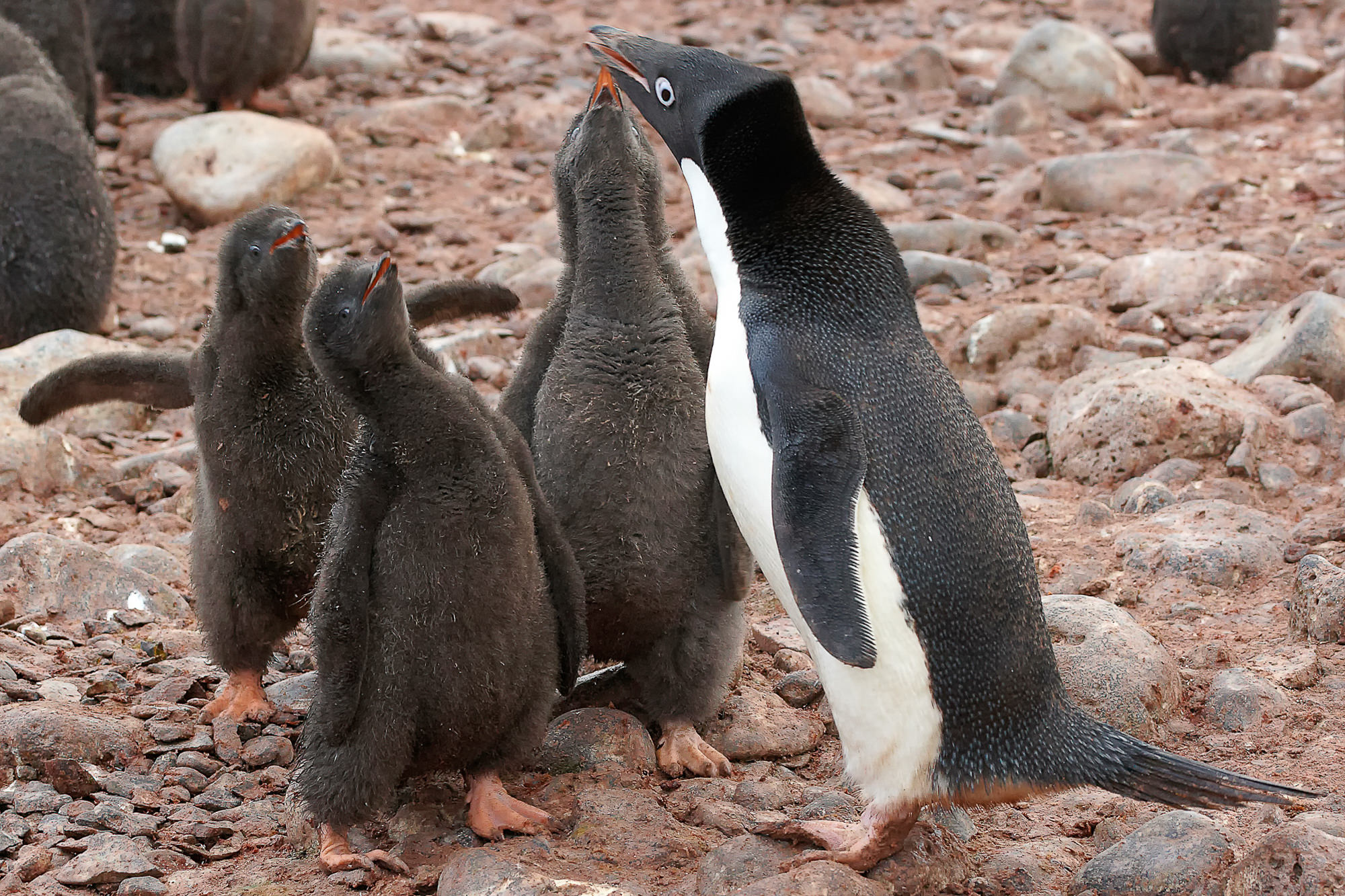 Adeliepinguin