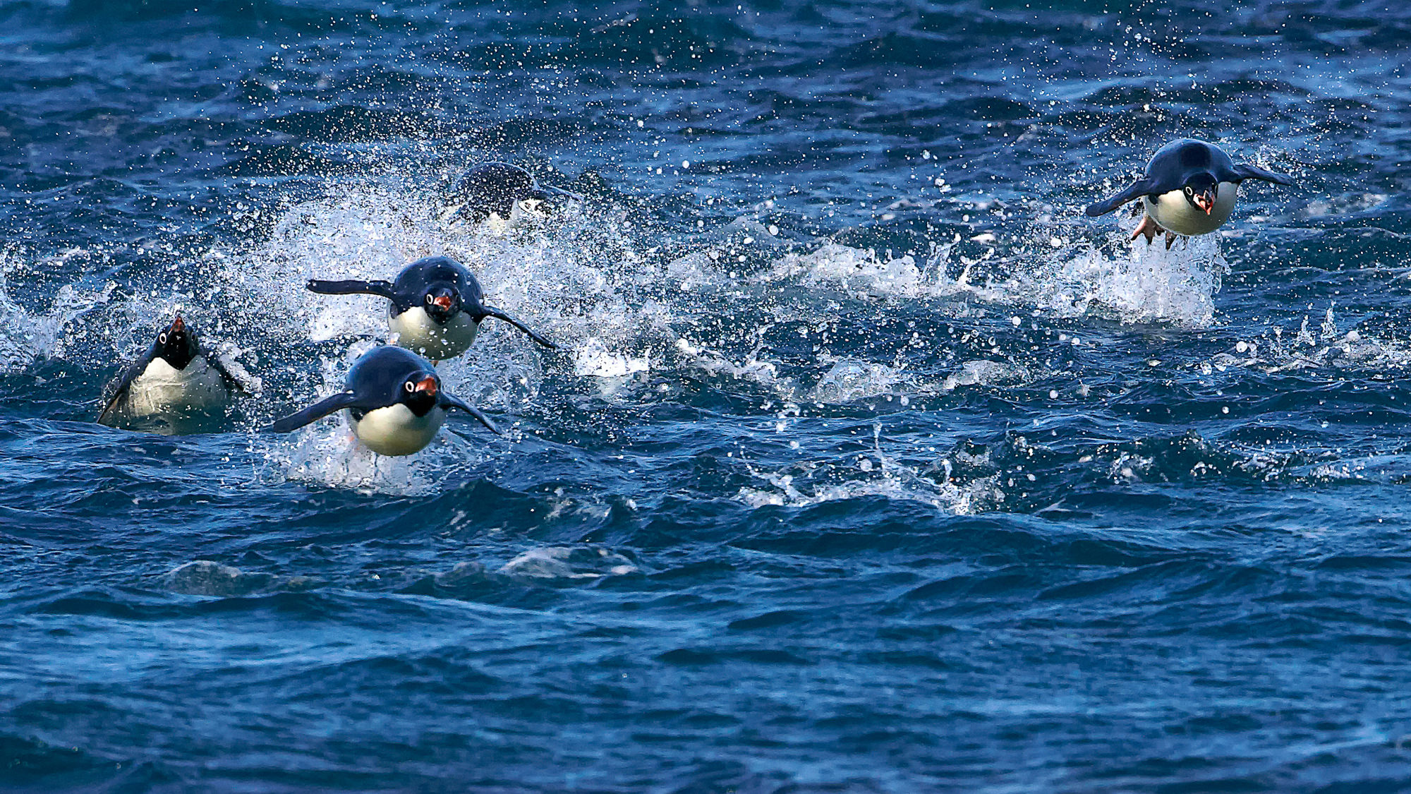 Schwimmen aus Spaß an der Freude