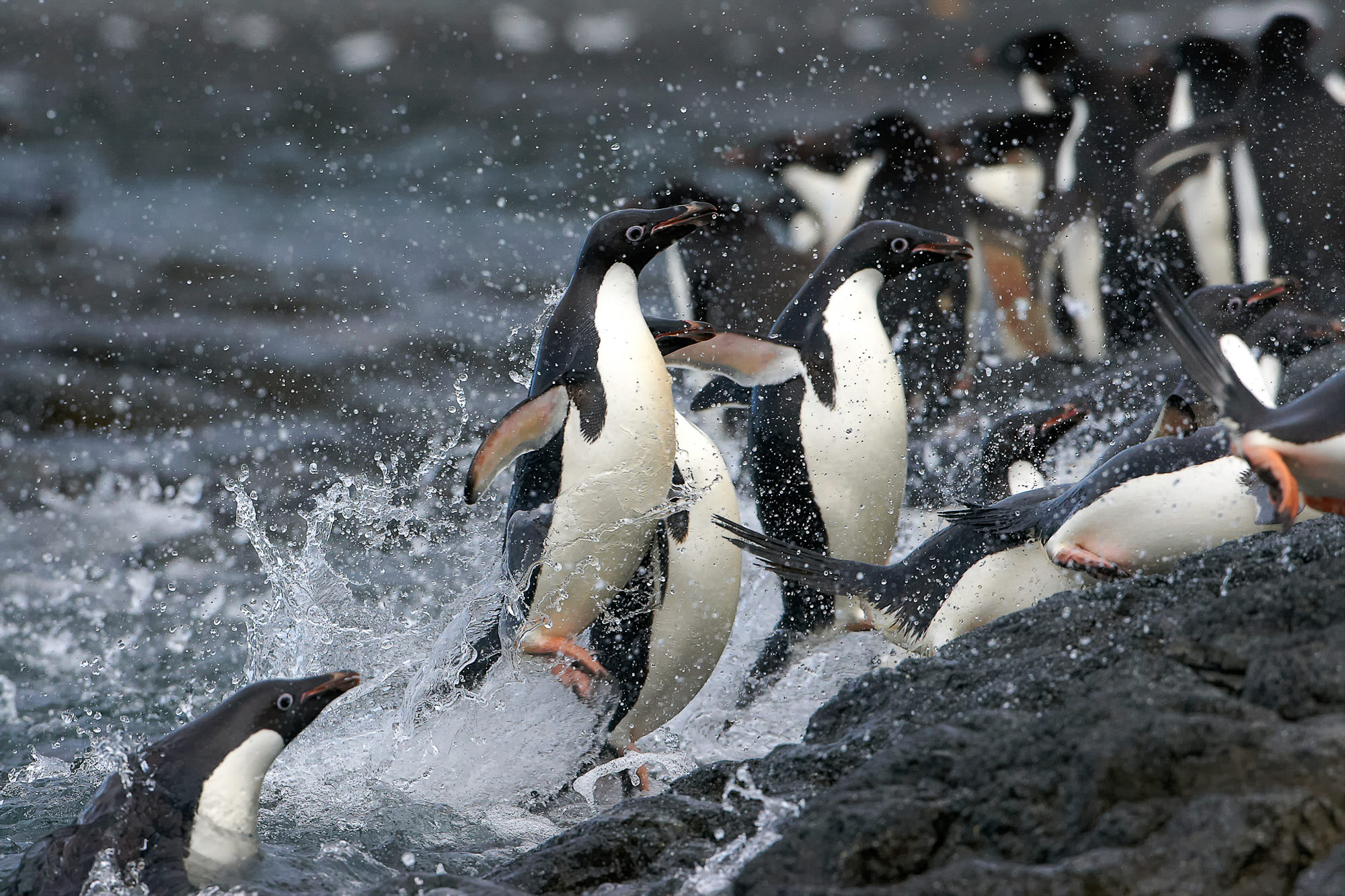 Anlanden der Adieliepinguine