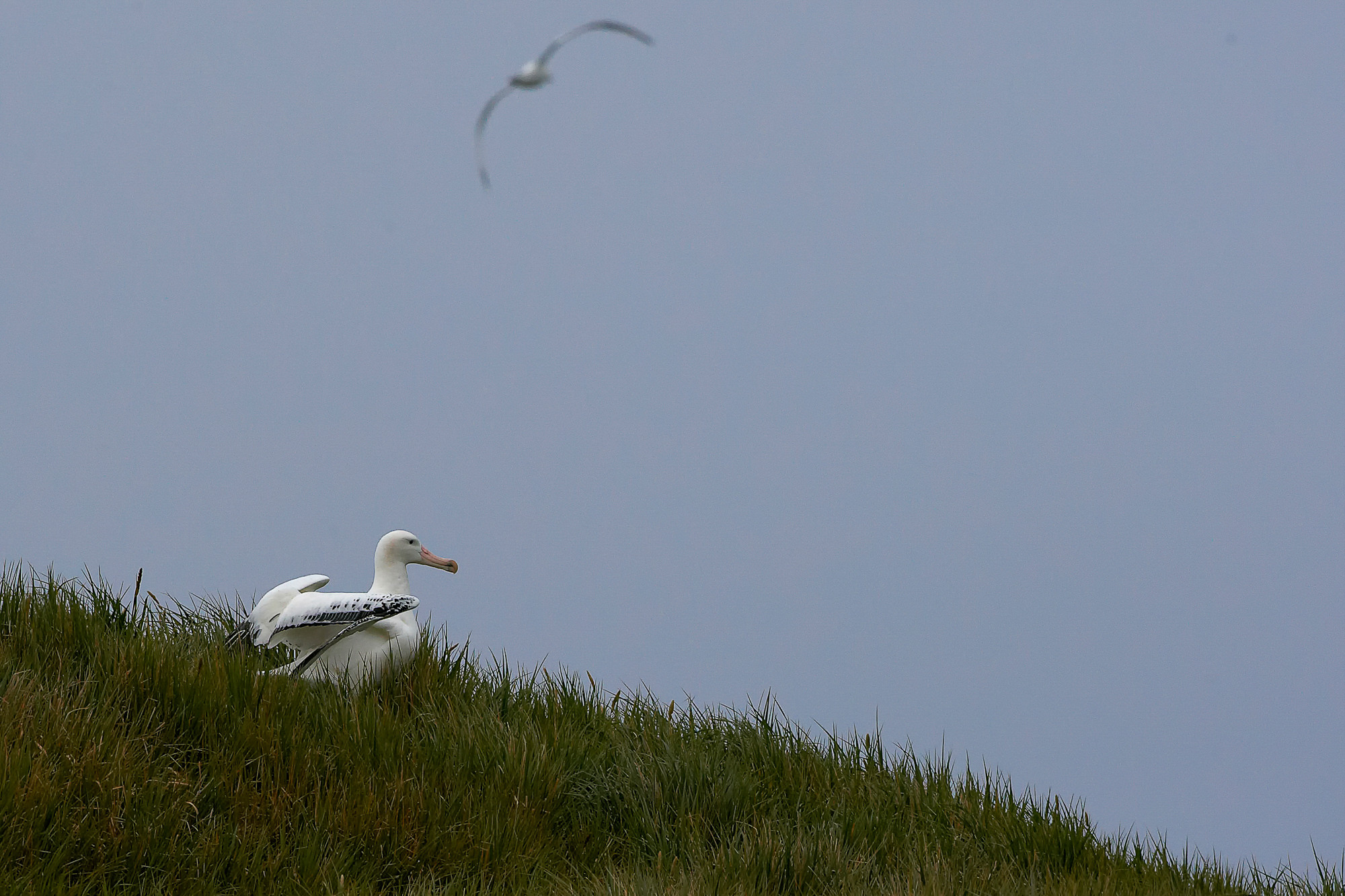 Wanderalbatros