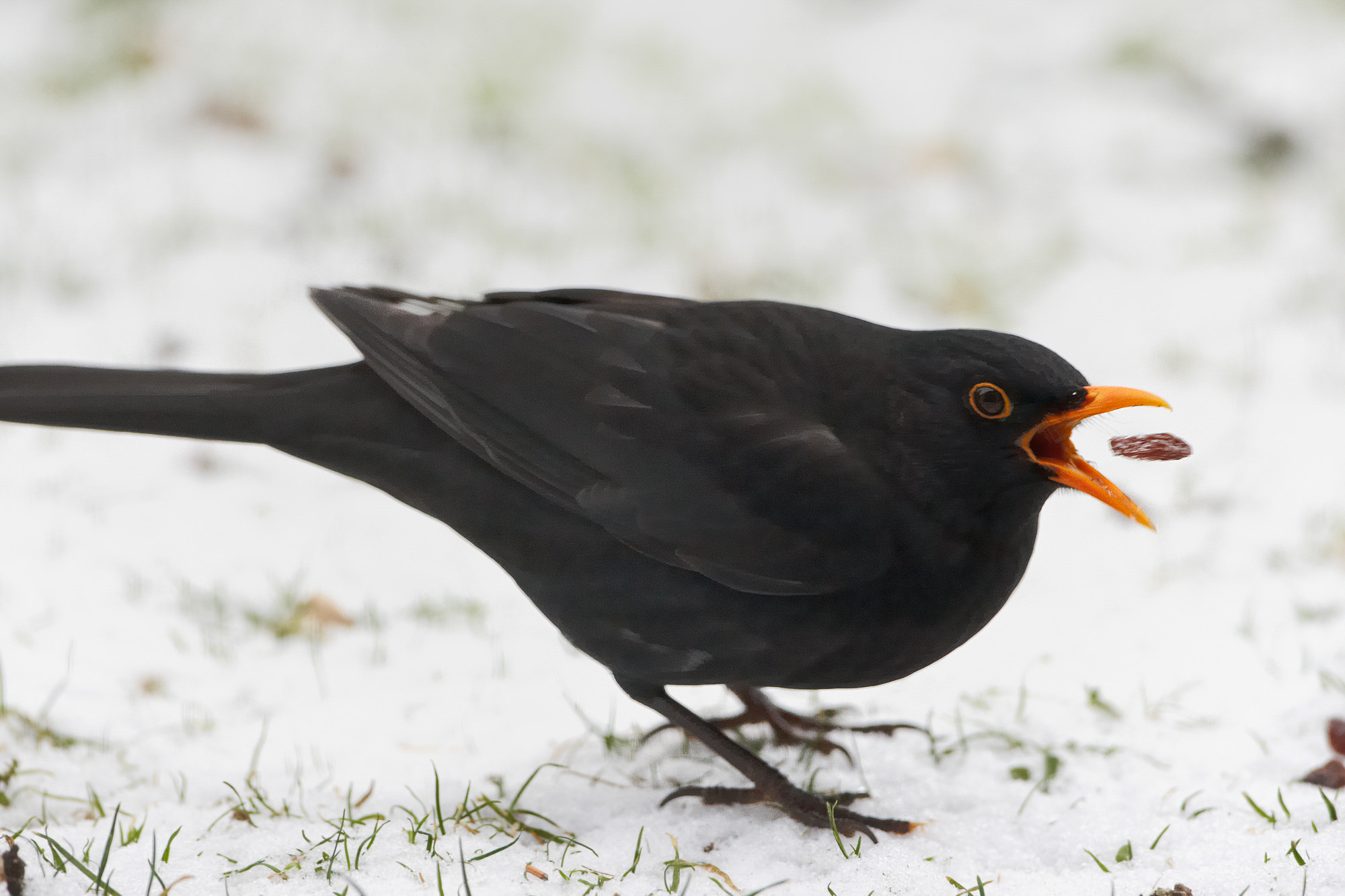 Amsel mit Rosine im Garten