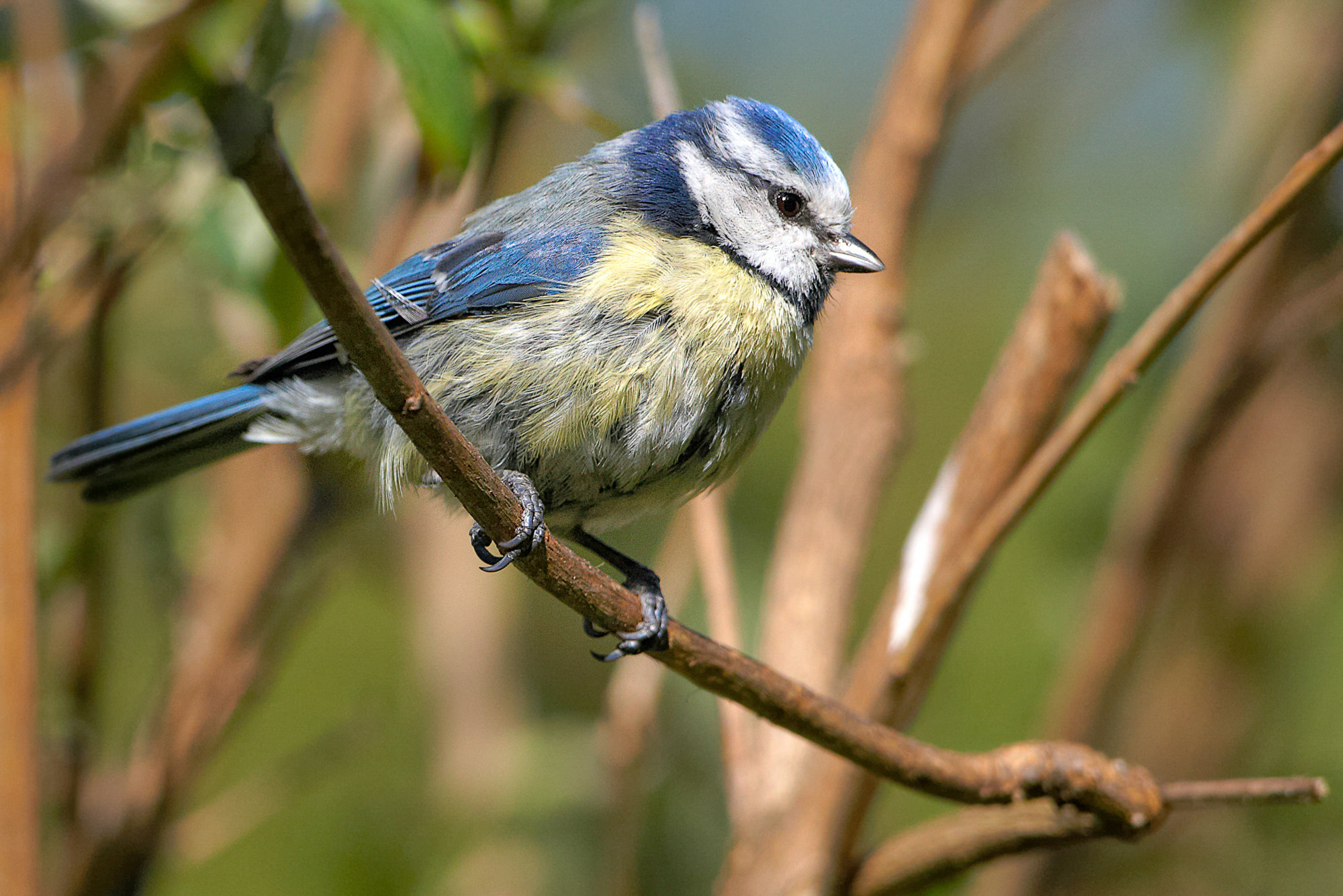 Blaumeise