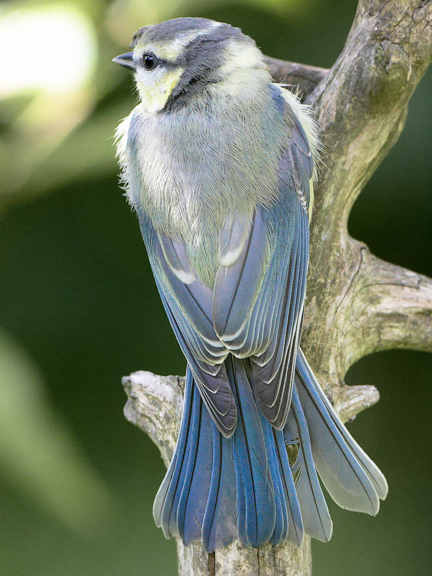 Blaumeise