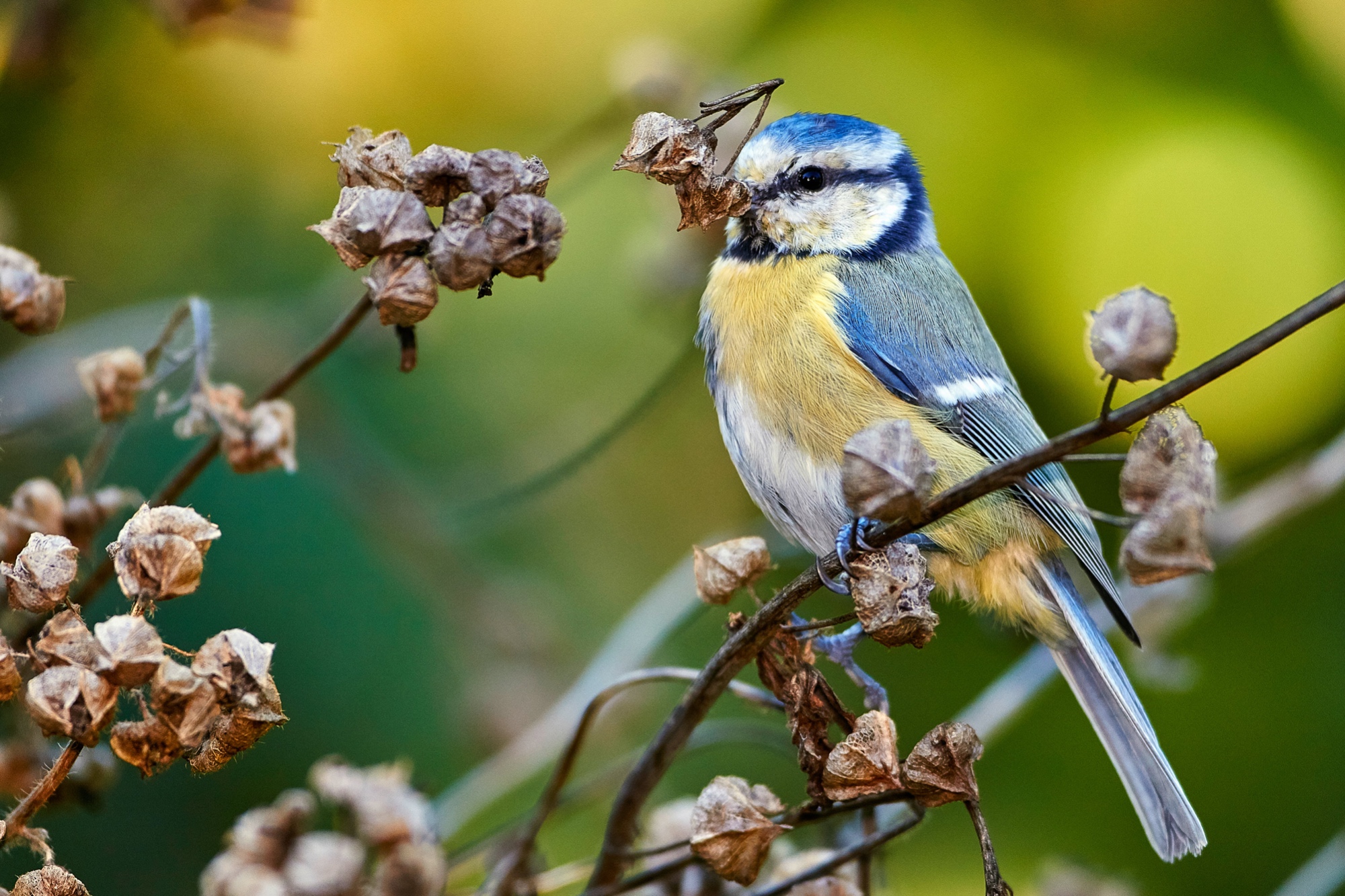 Blaumeise mit verblühten Malven
