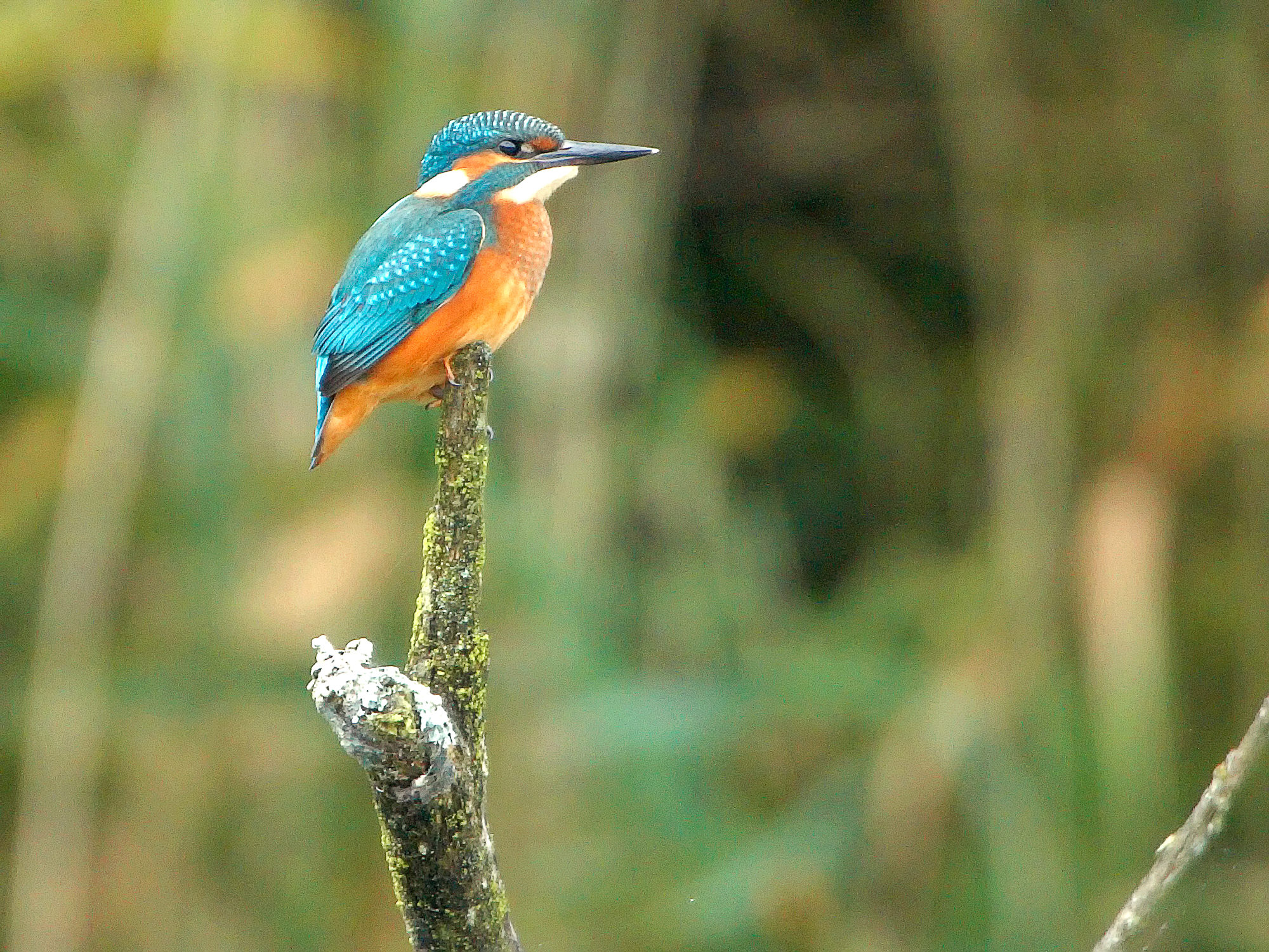 Eisvogel