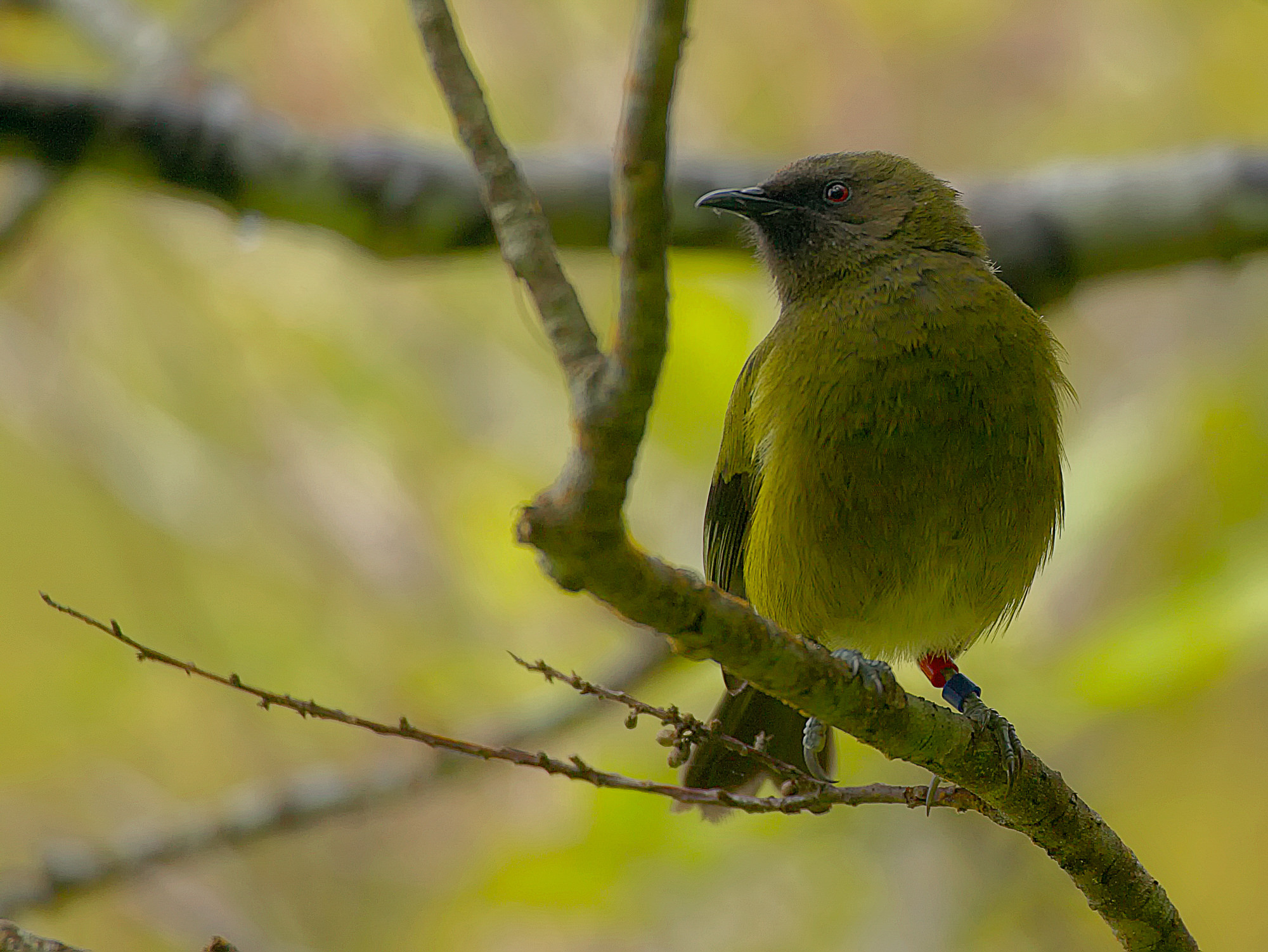 Glockenvogel, endemisch Neuseeland