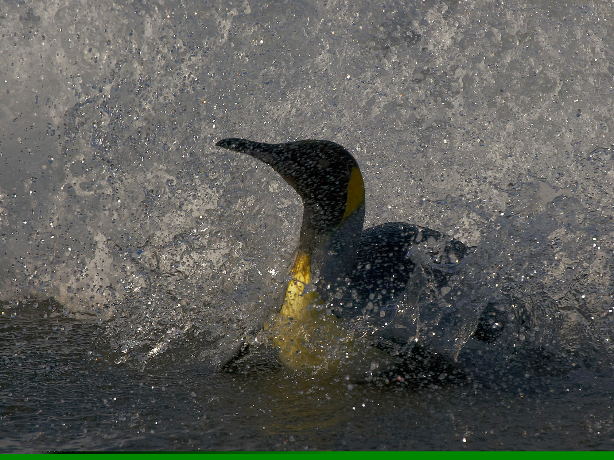 Königspinguine