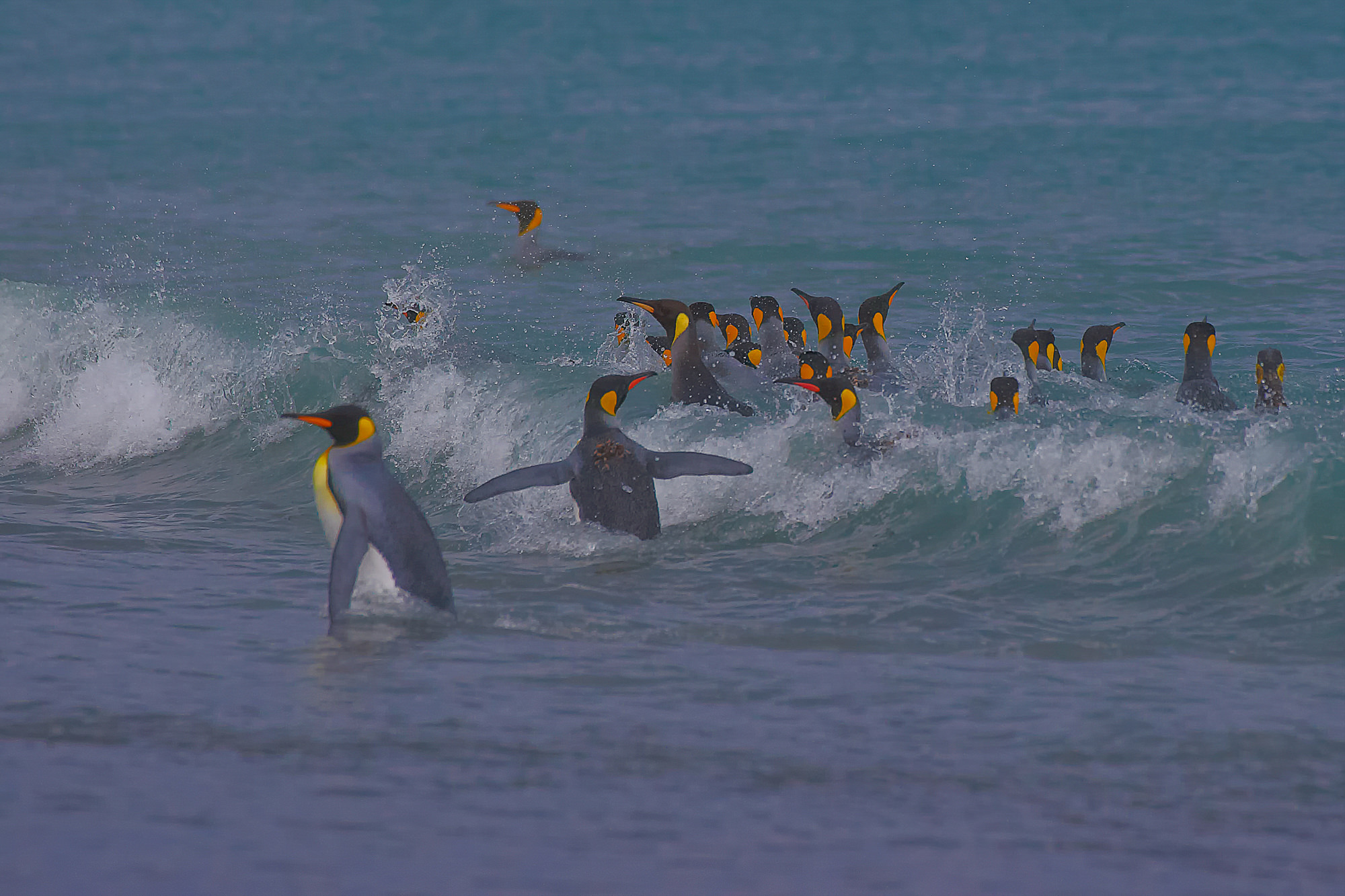 Königspinguine beim Baden