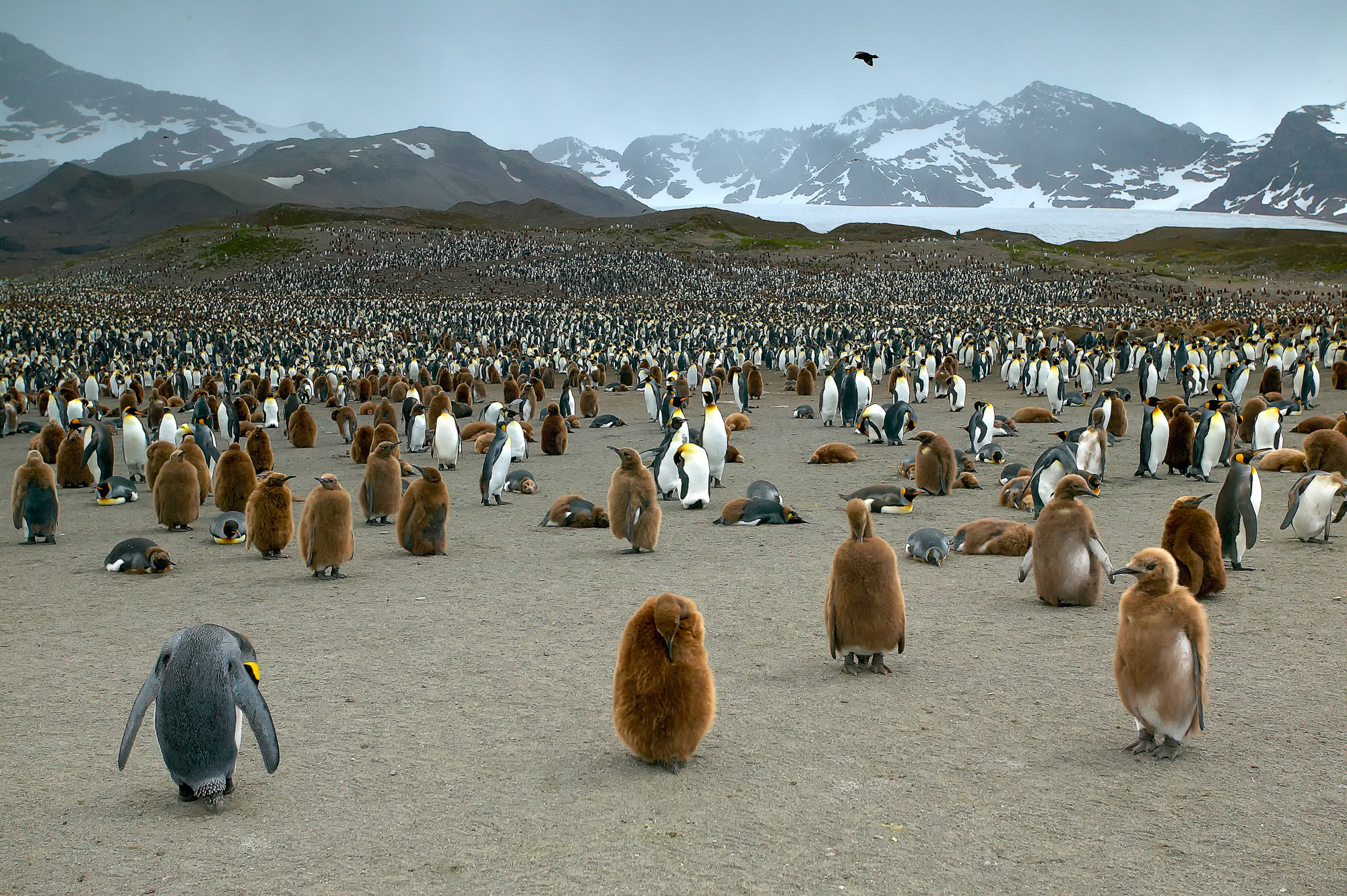 Königspinguine in Süd Georgien, St. Andrews Bay
