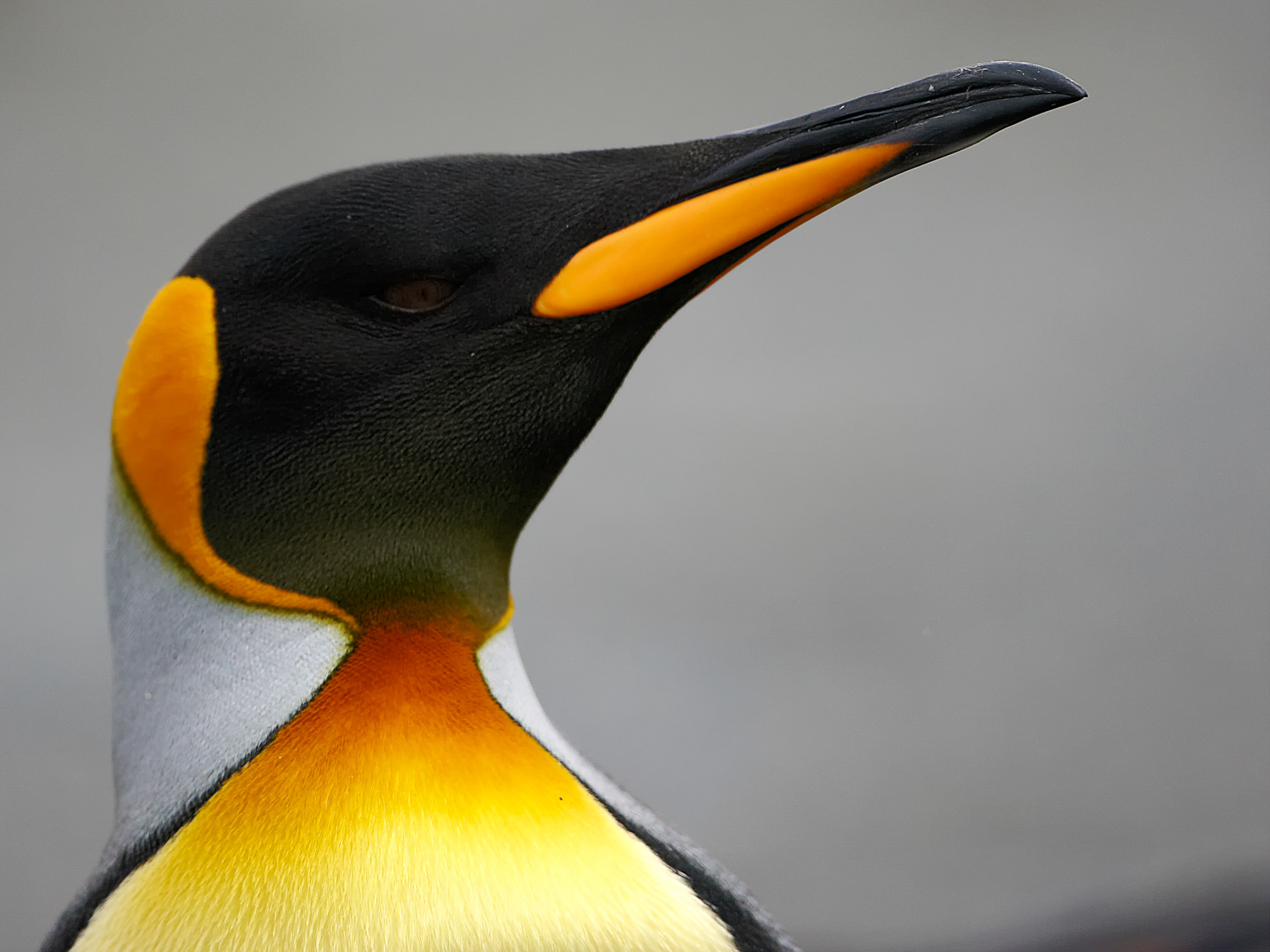 Königspinguin, Süd Georgien, St. Andrews Bay