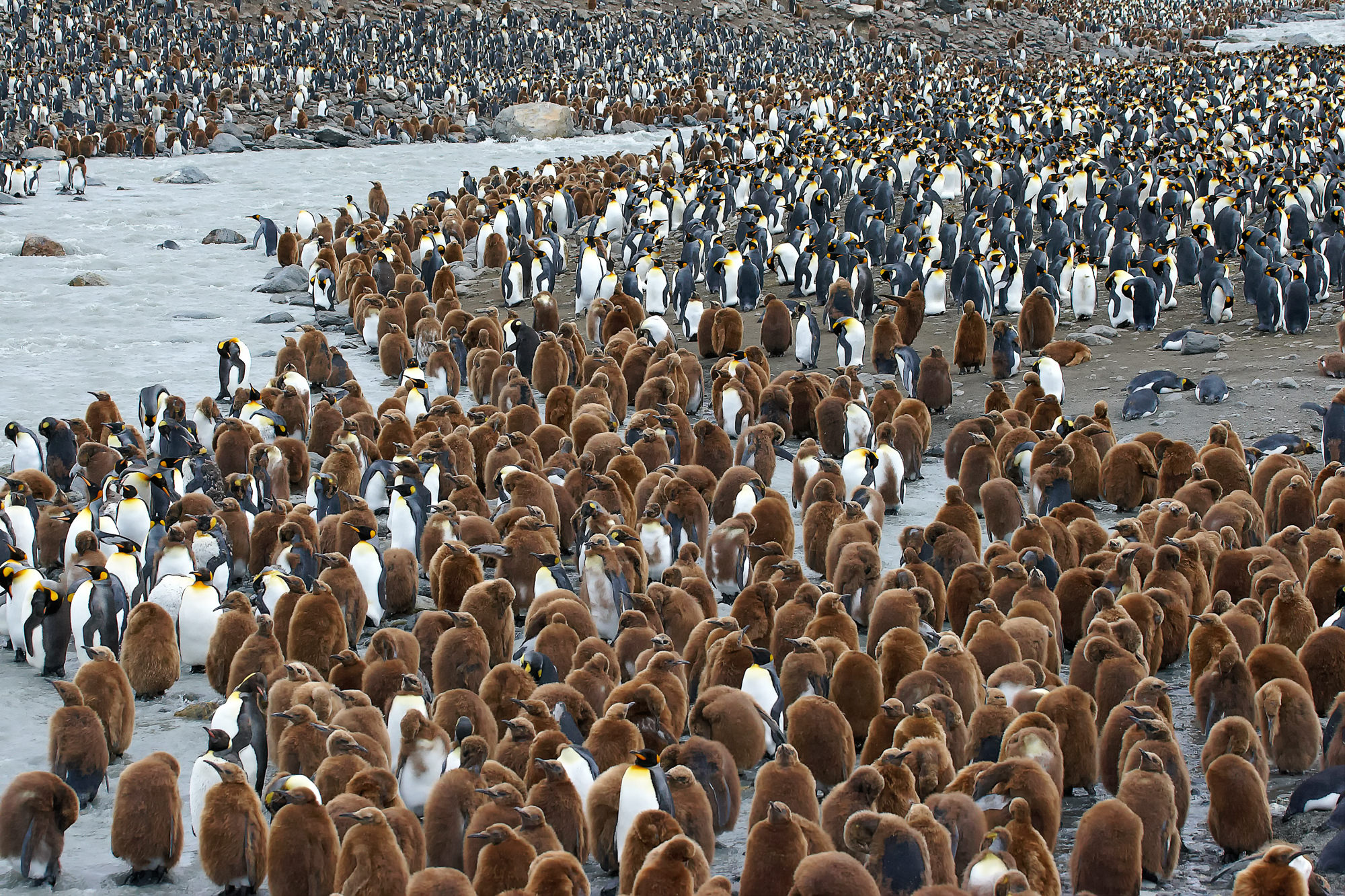 Königspinguine in Süd Georgien, St. Andrews Bay