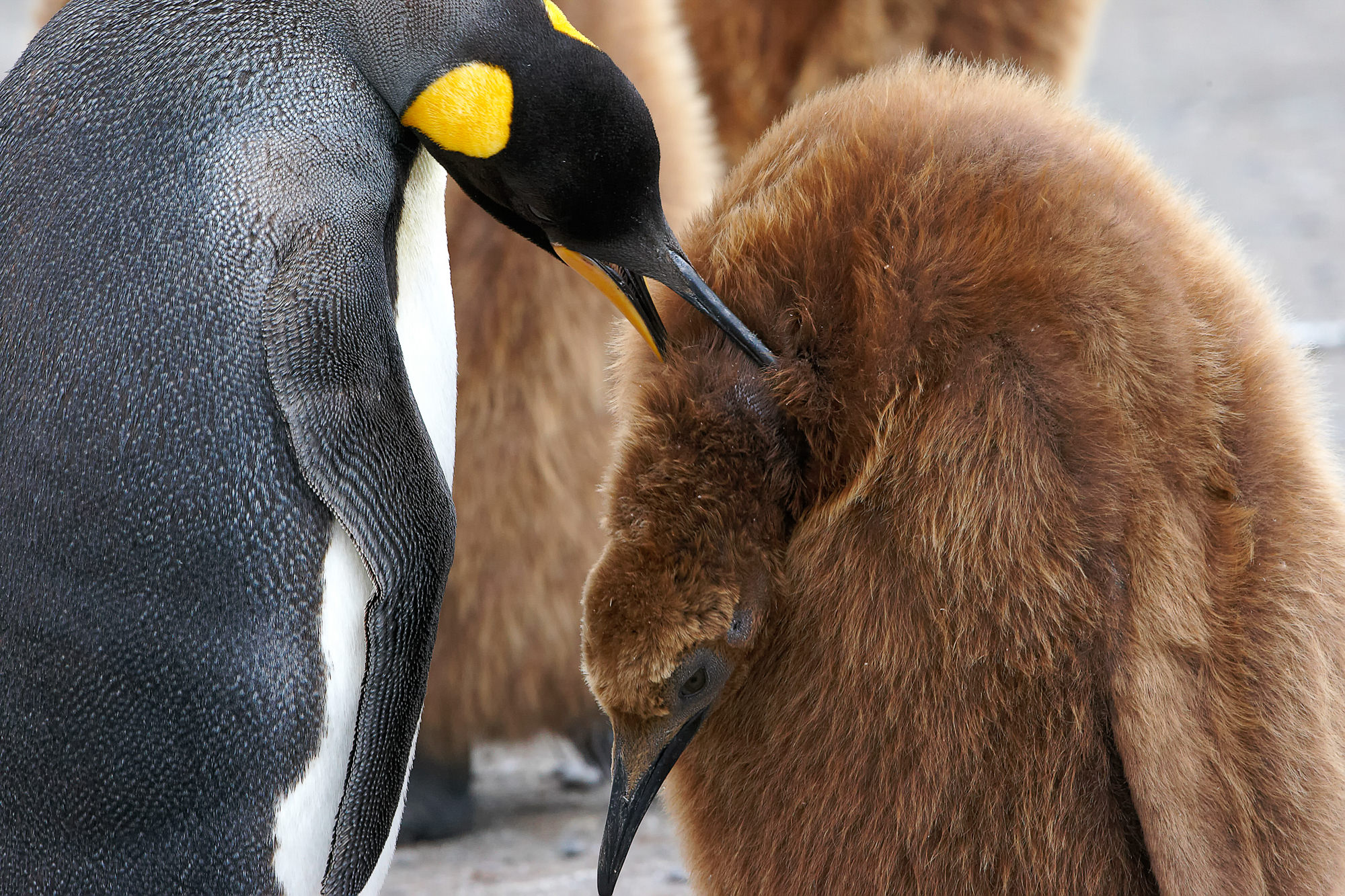 Königspinguin Küken, die Fütterung ist zu ende