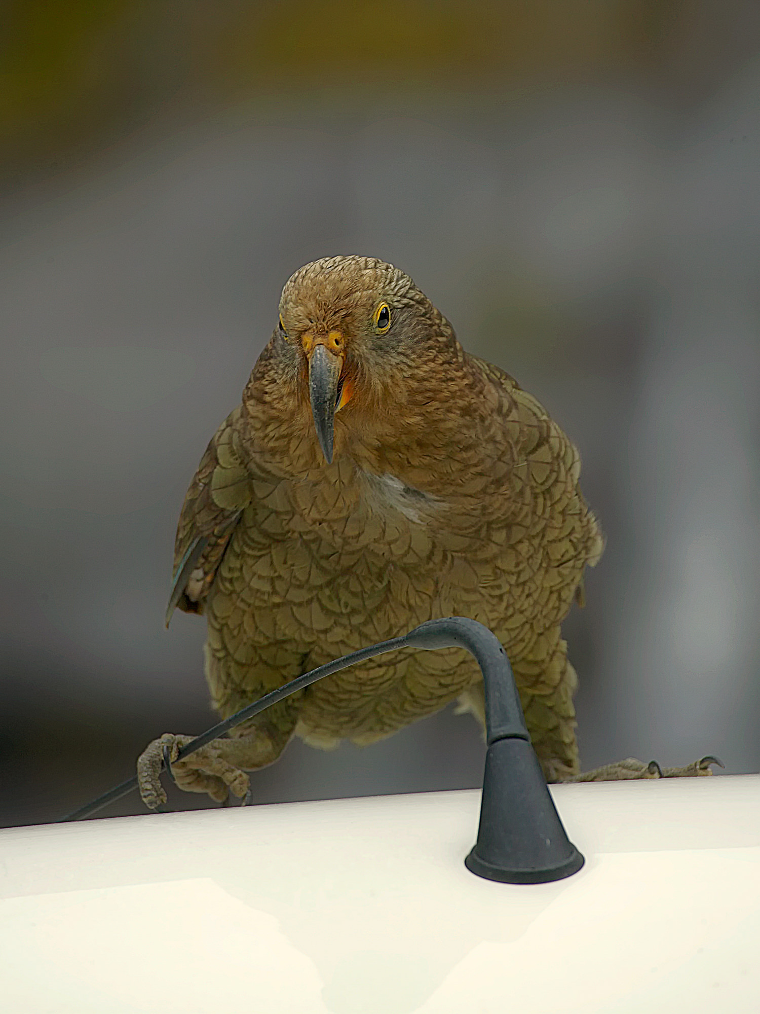 verspielter Kea an einer Autoantenne