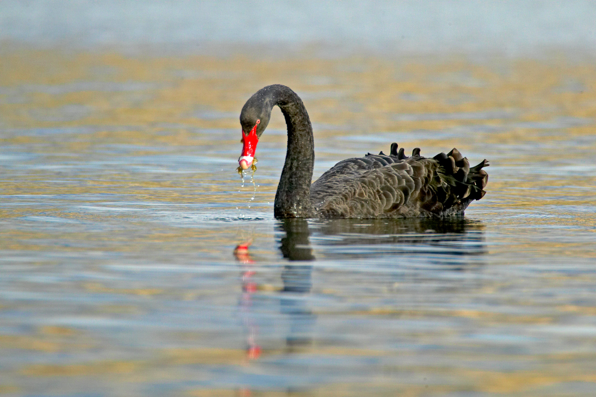 Schwarzer Schwan
