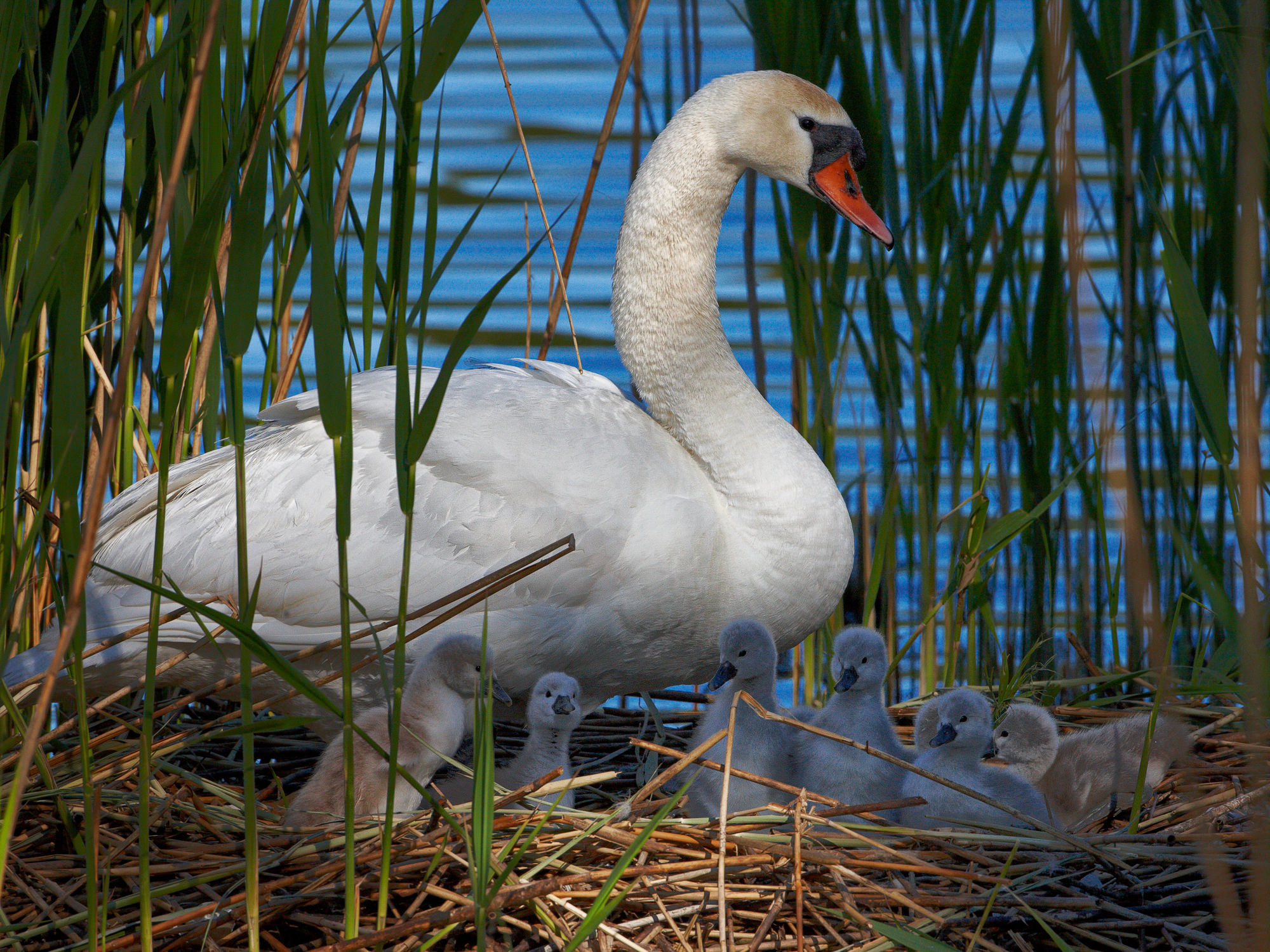 Höckerschwan mit Küken