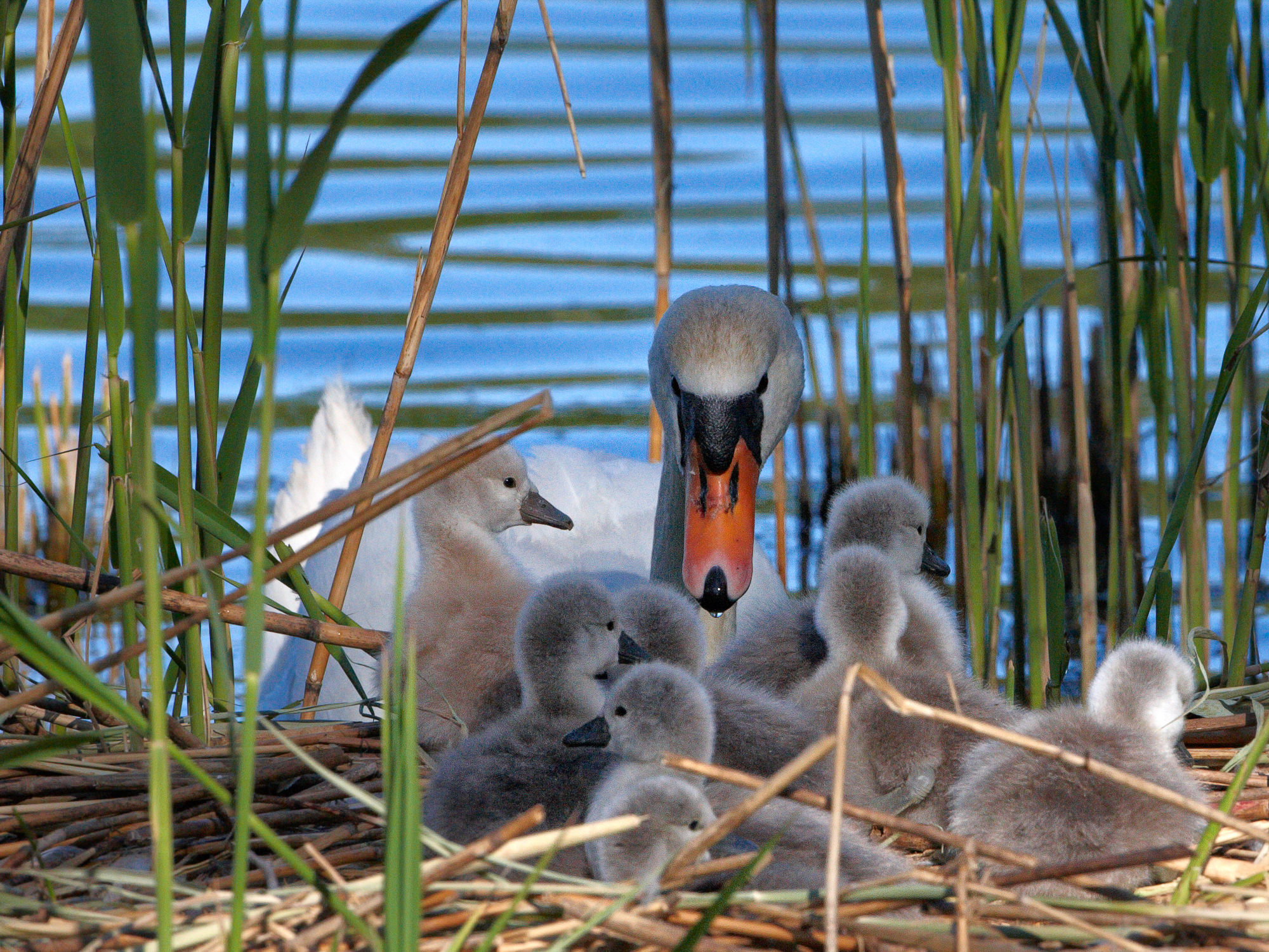 Höckerschwan mit Küken