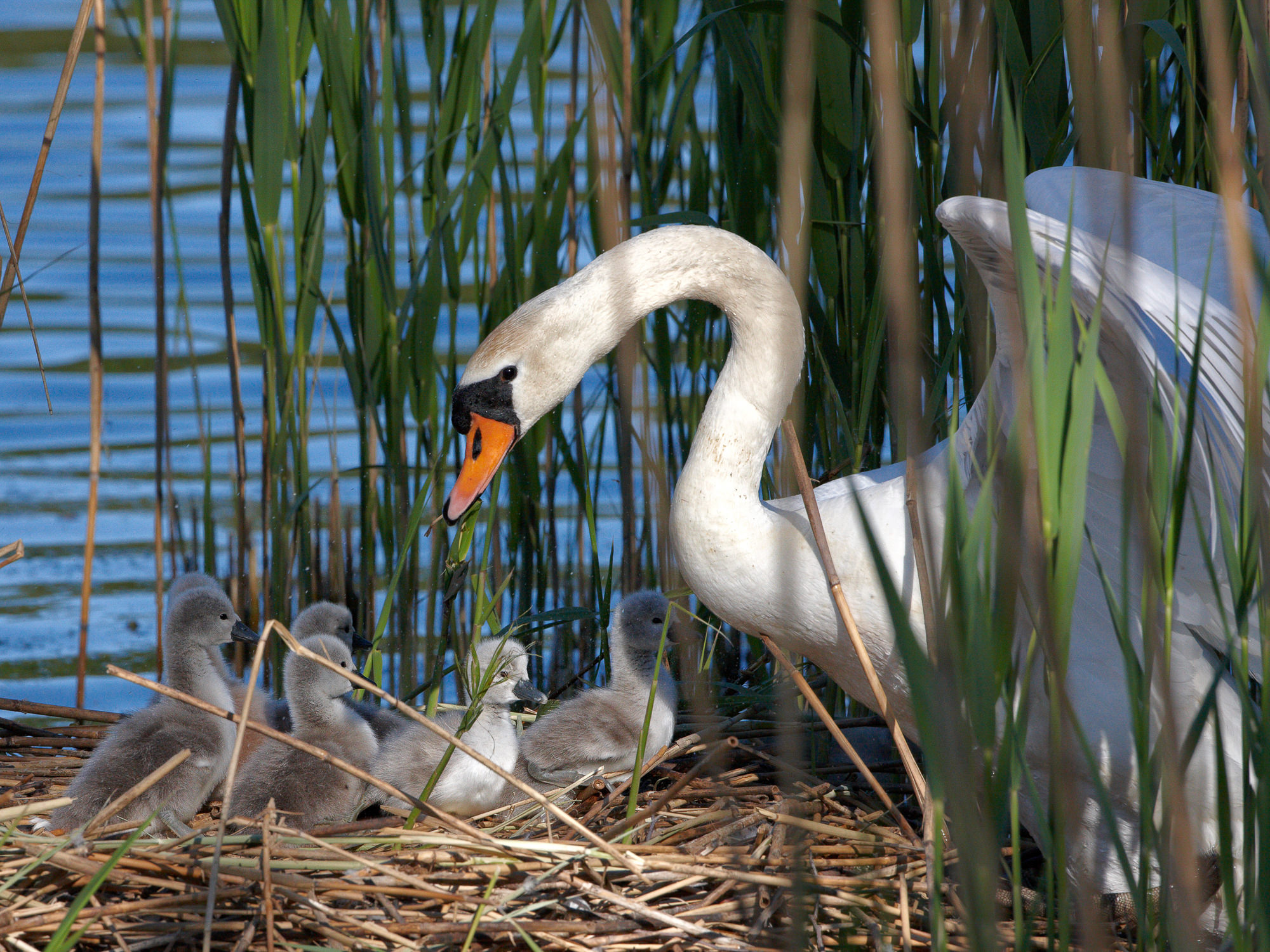 Höckerschwan mit Küken