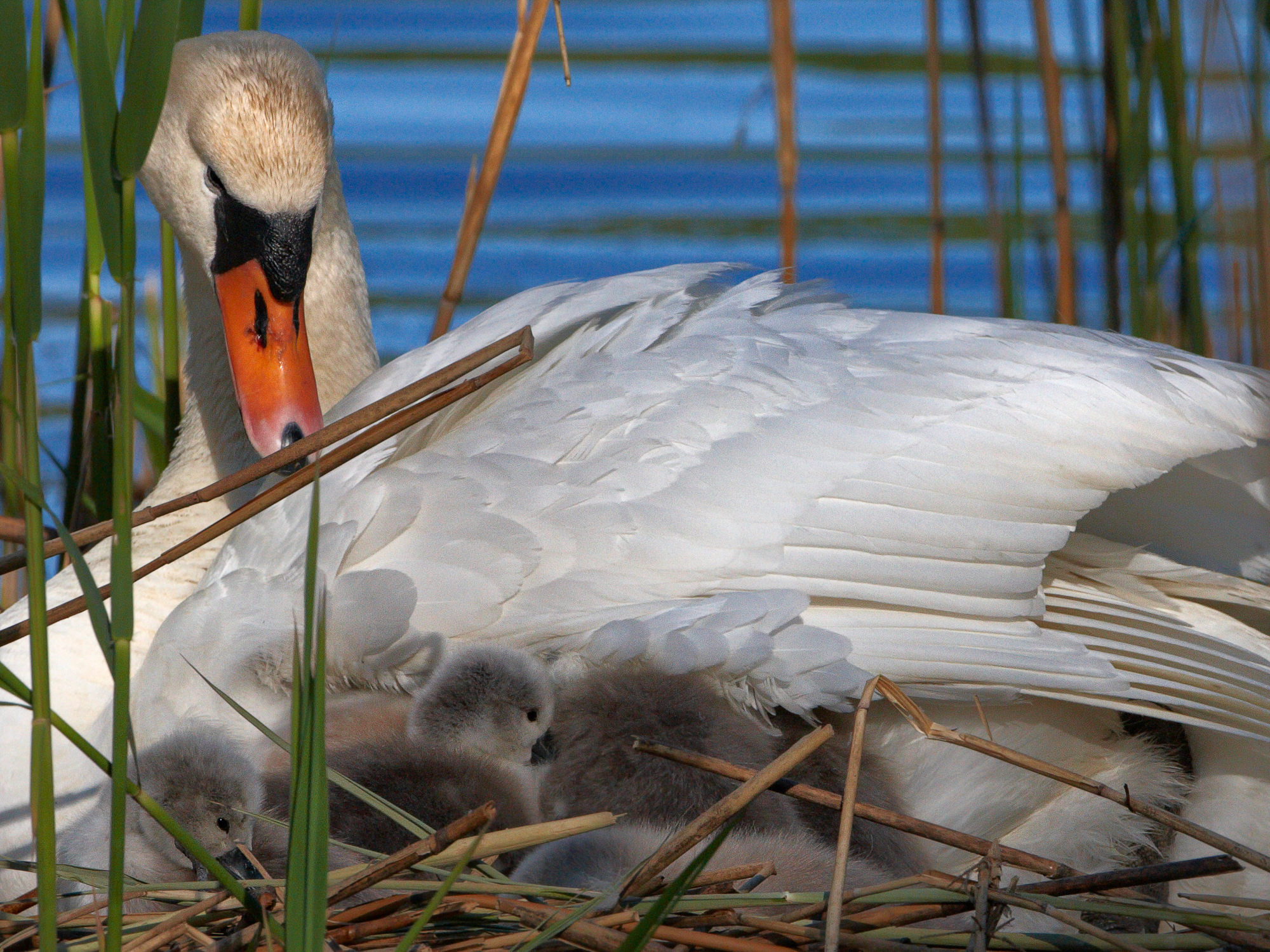 Höckerschwan mit Küken