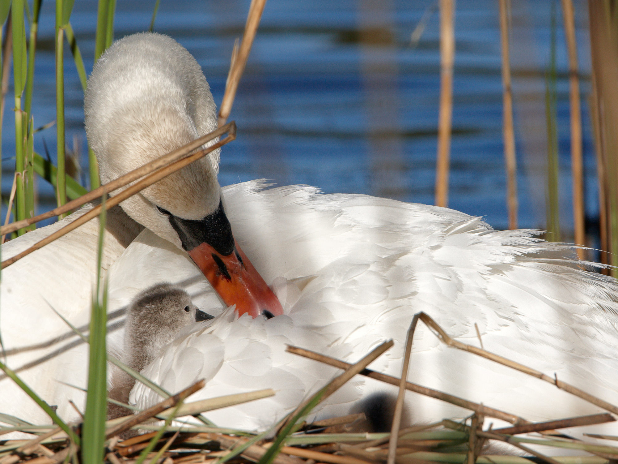 Höckerschwan mit Küken