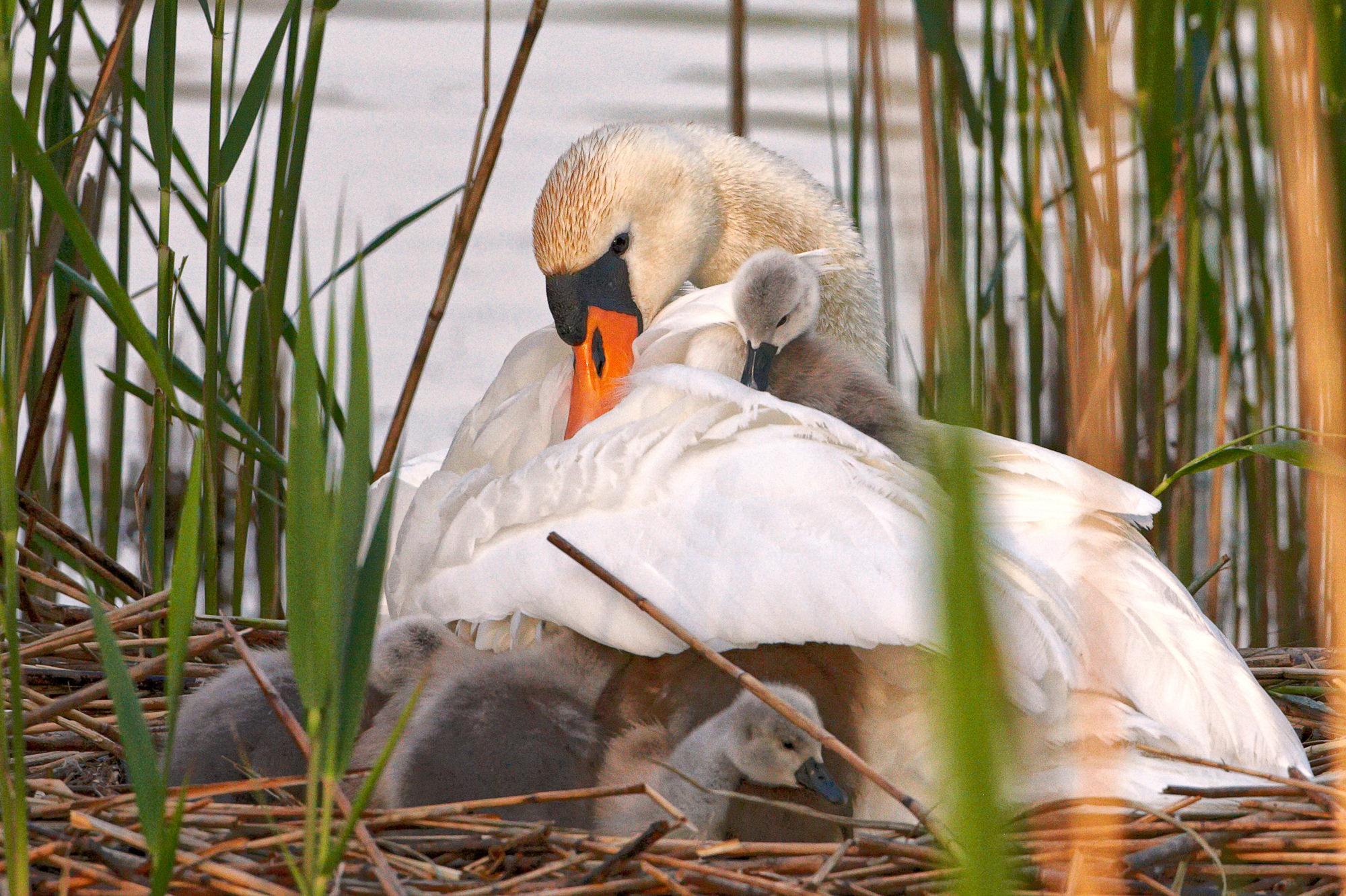 Höckerschwan mit Küken
