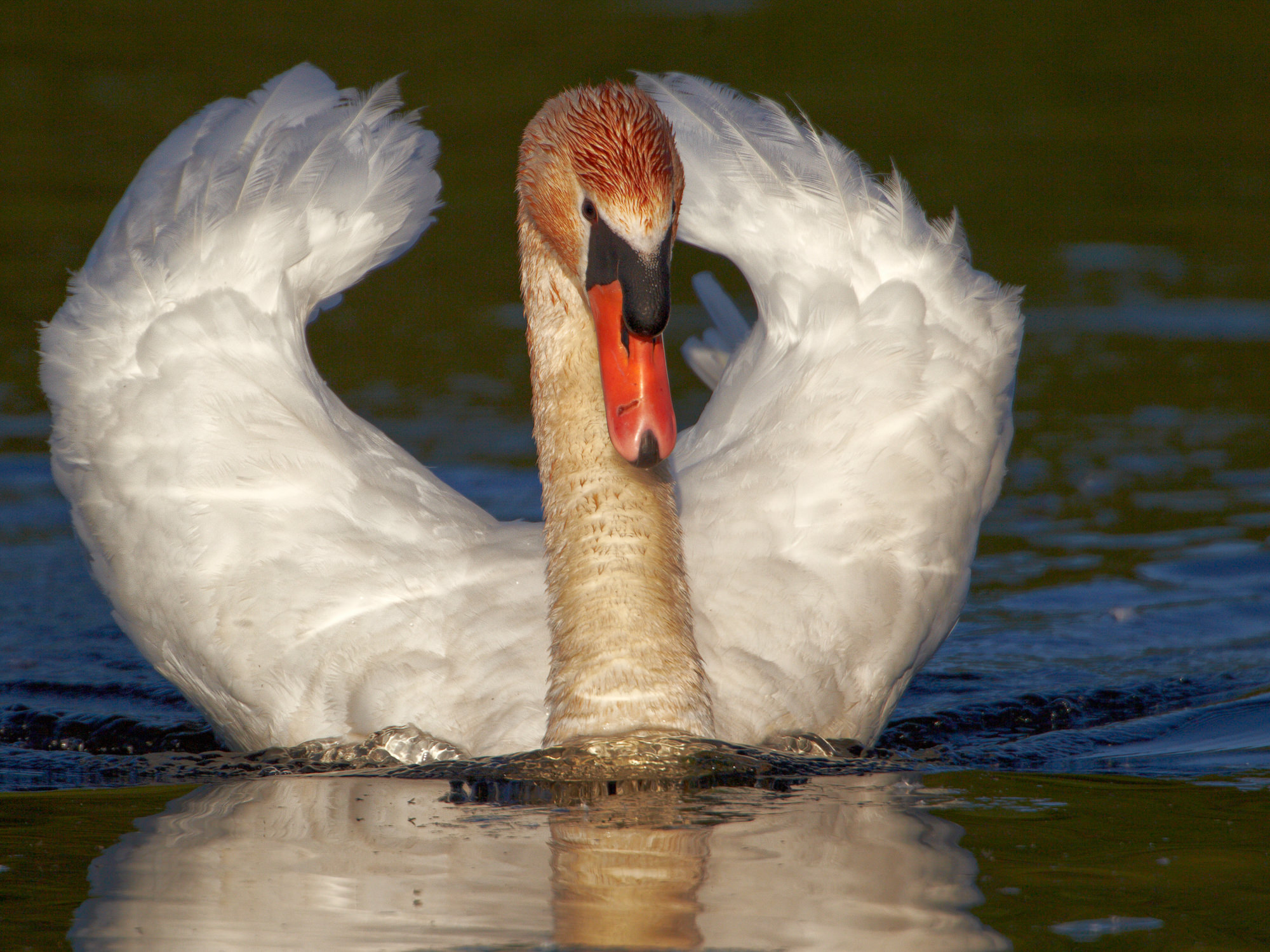 posender Höckerschwan