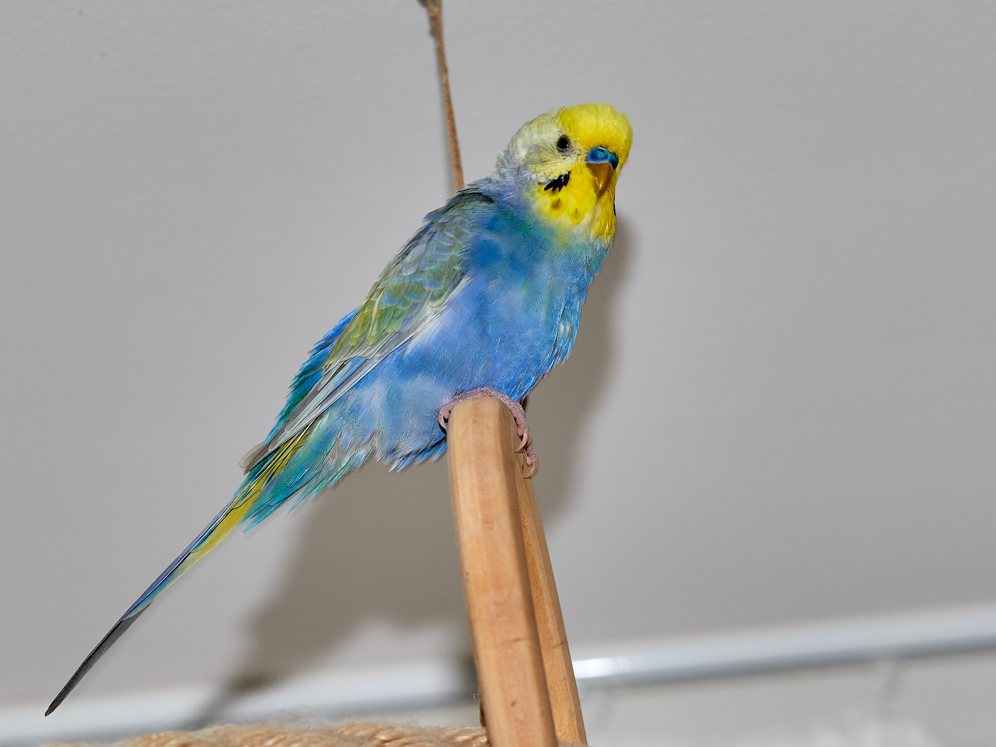 Wellensittich