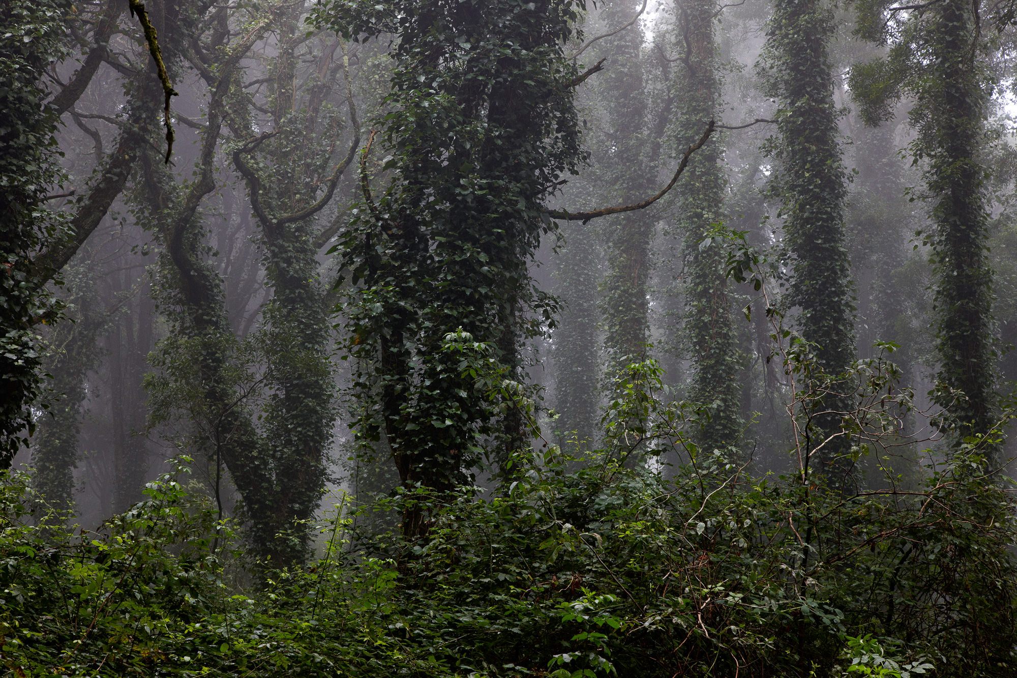Geisterwald bei Sintra, Portugal