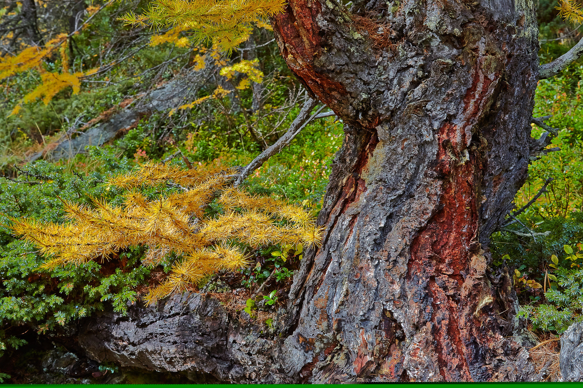 Lärchenstamm im Herbst, Martelltal, Südtirol