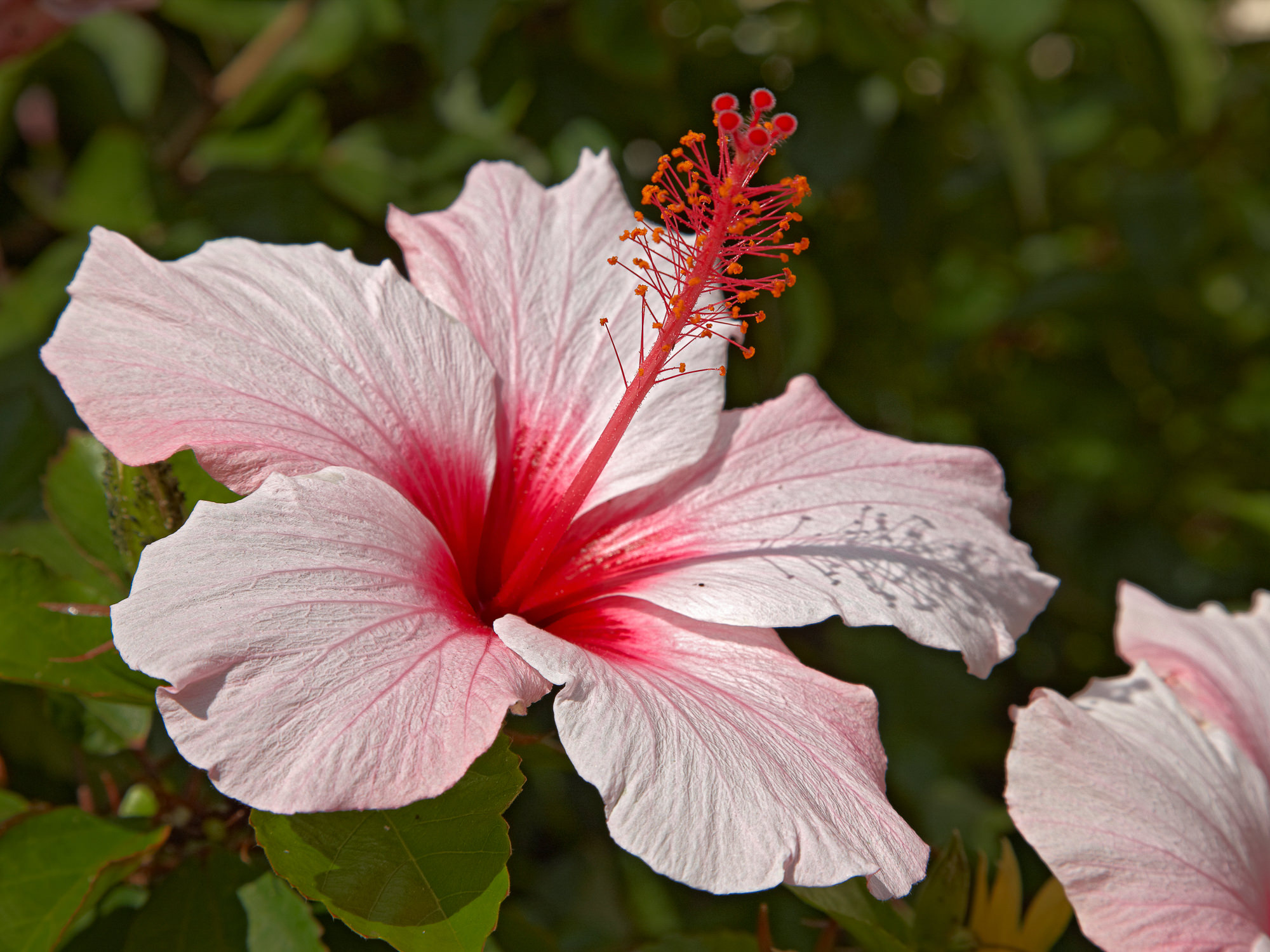 Hibiskus oder Eibisch