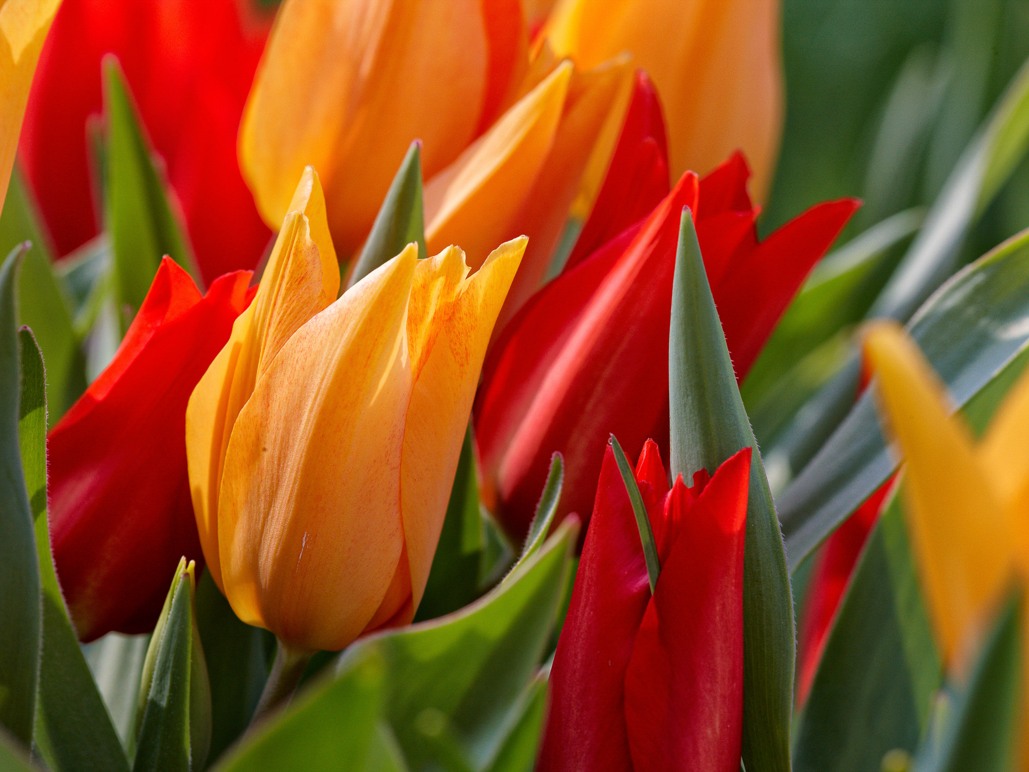 Tulpen