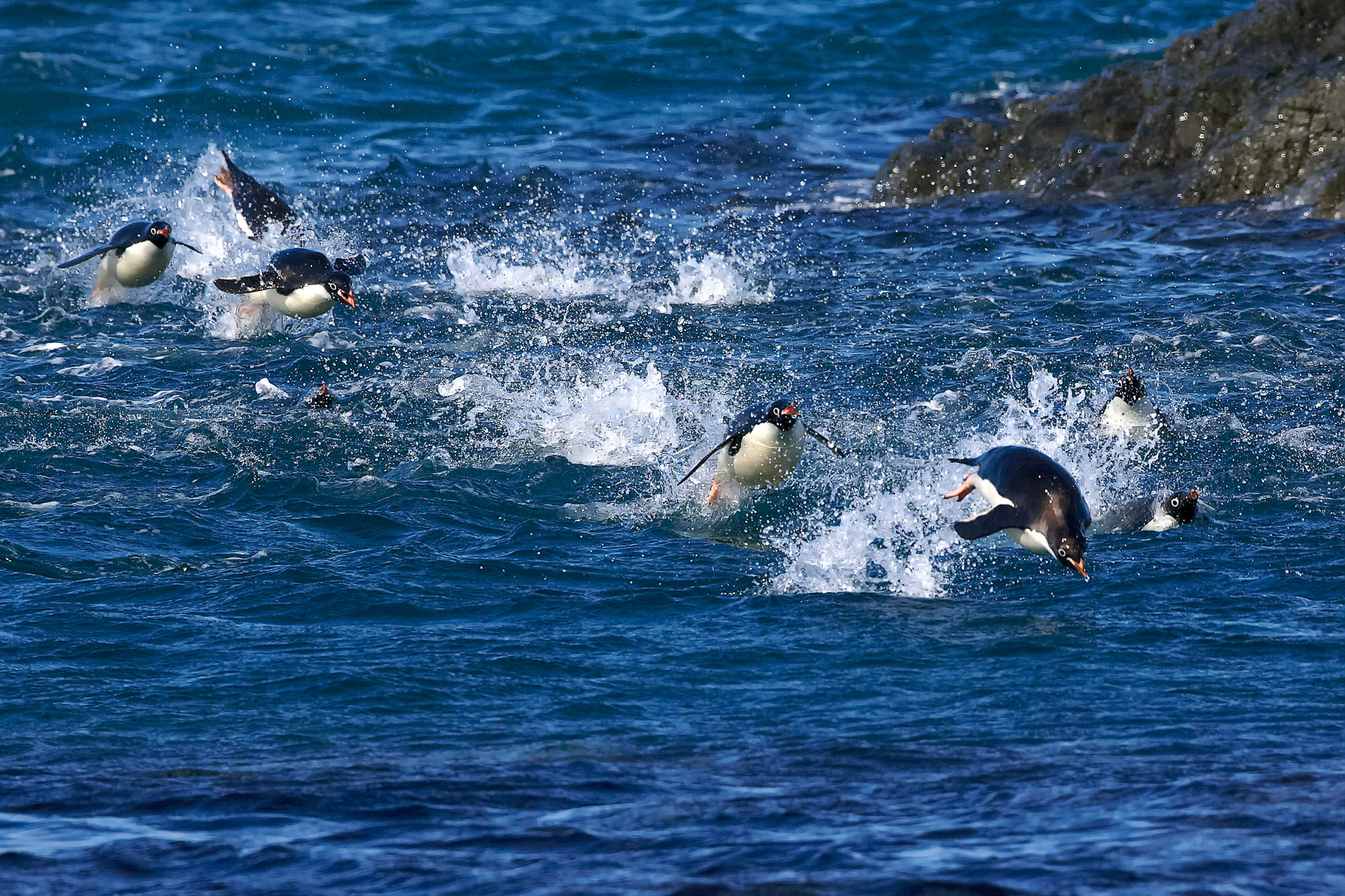 Adelie Pinguine beim Schwimmwettbewerb