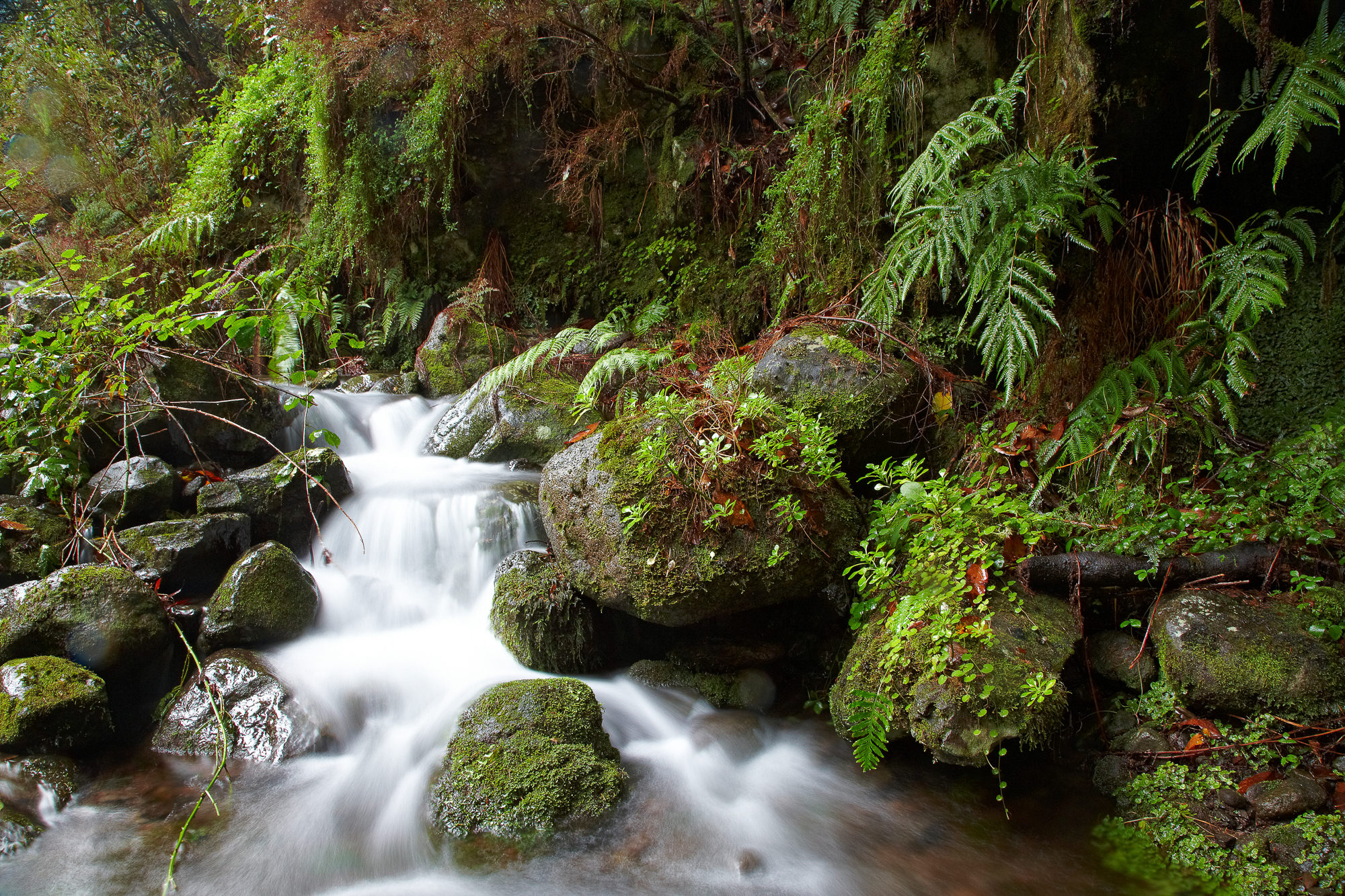Bach durch den Lorbeerwald