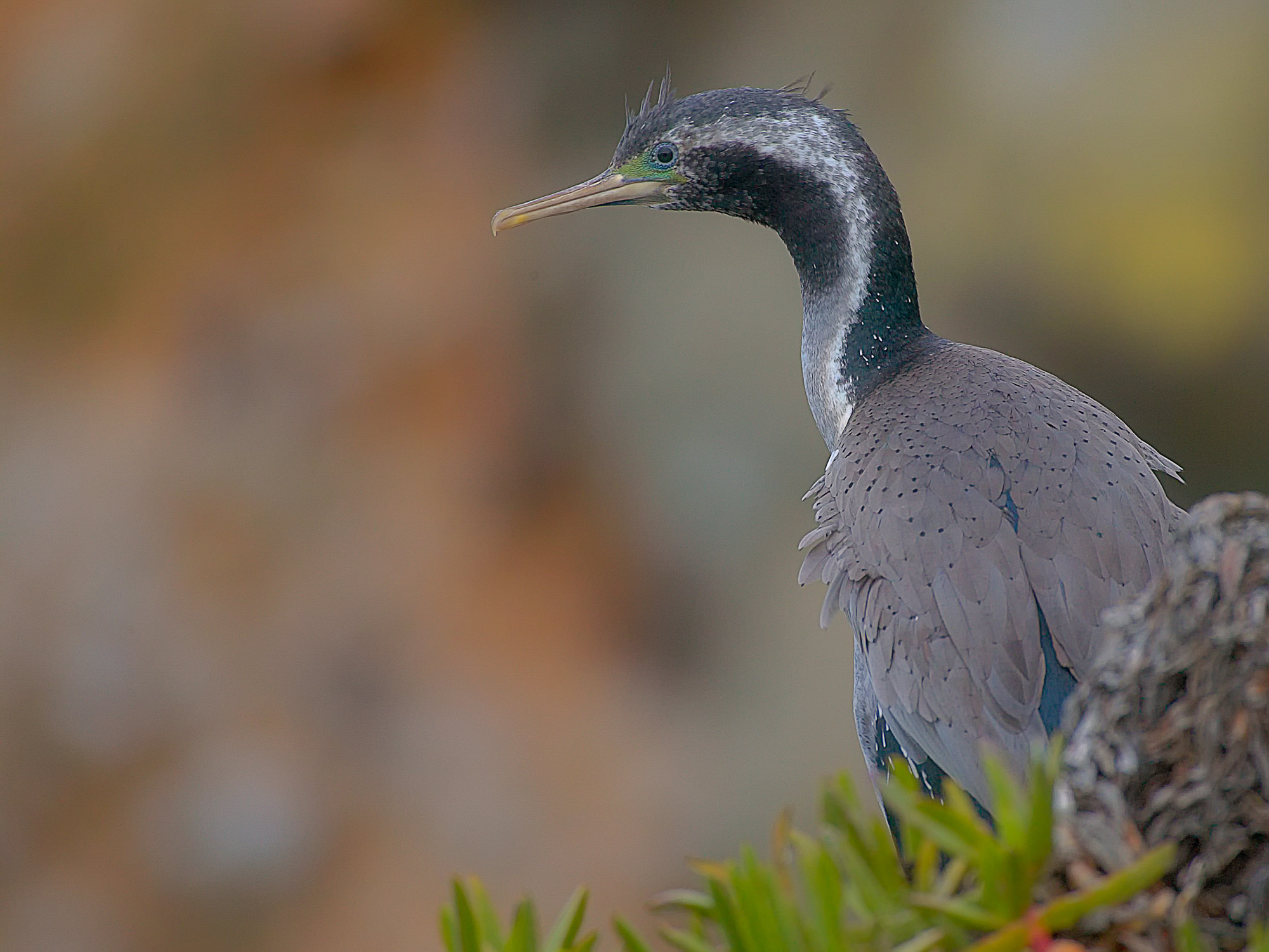 cormorant, New Zealand