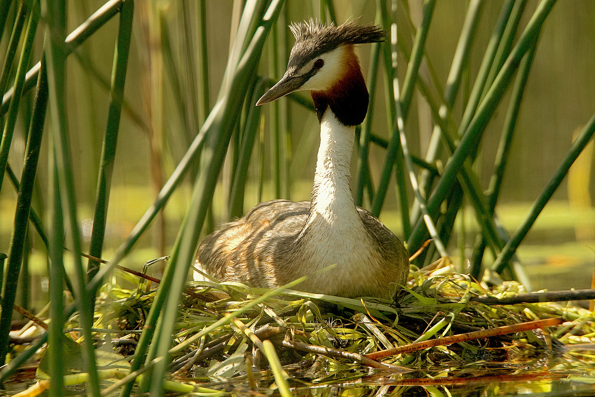 great crested grebe