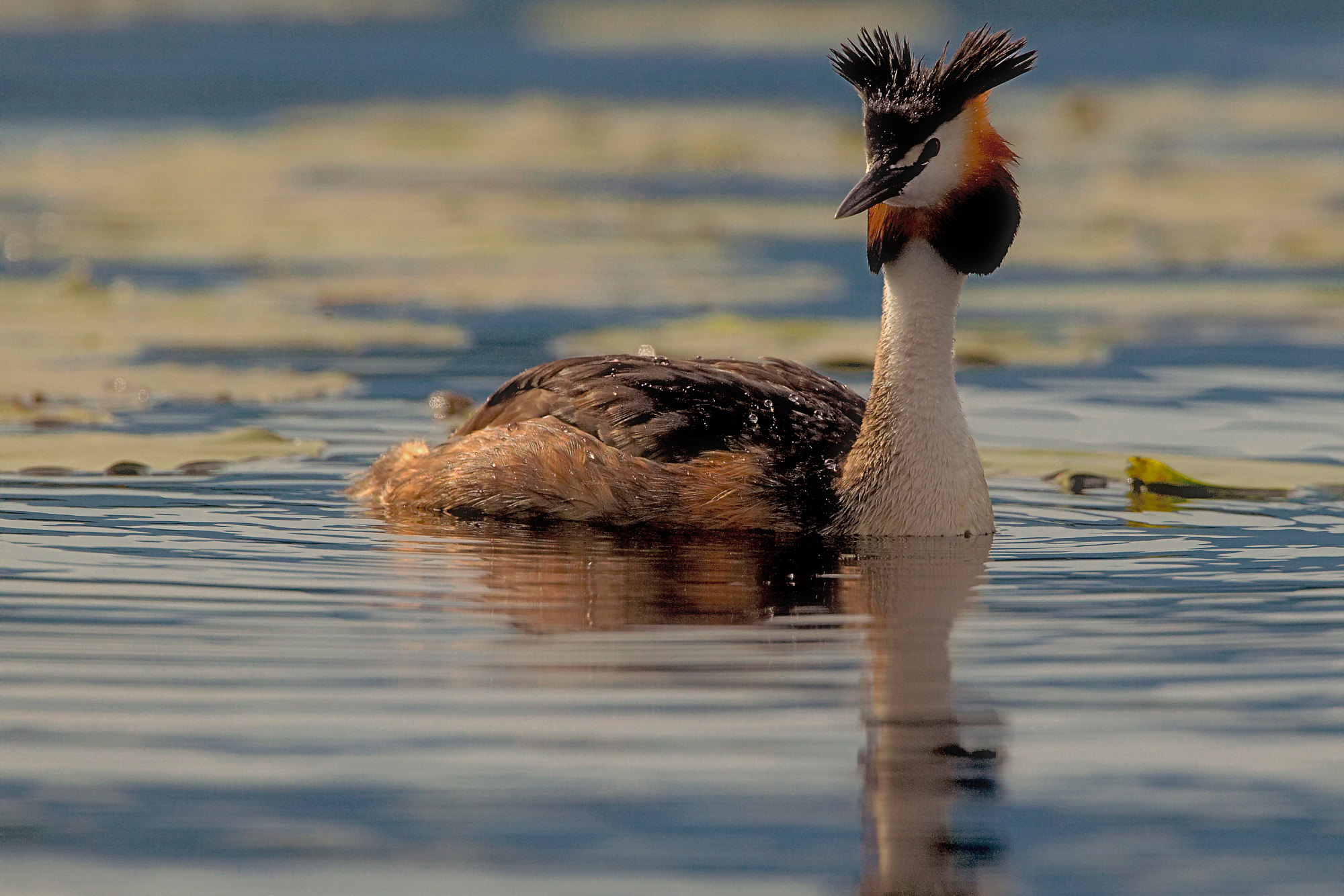 great crested grebe