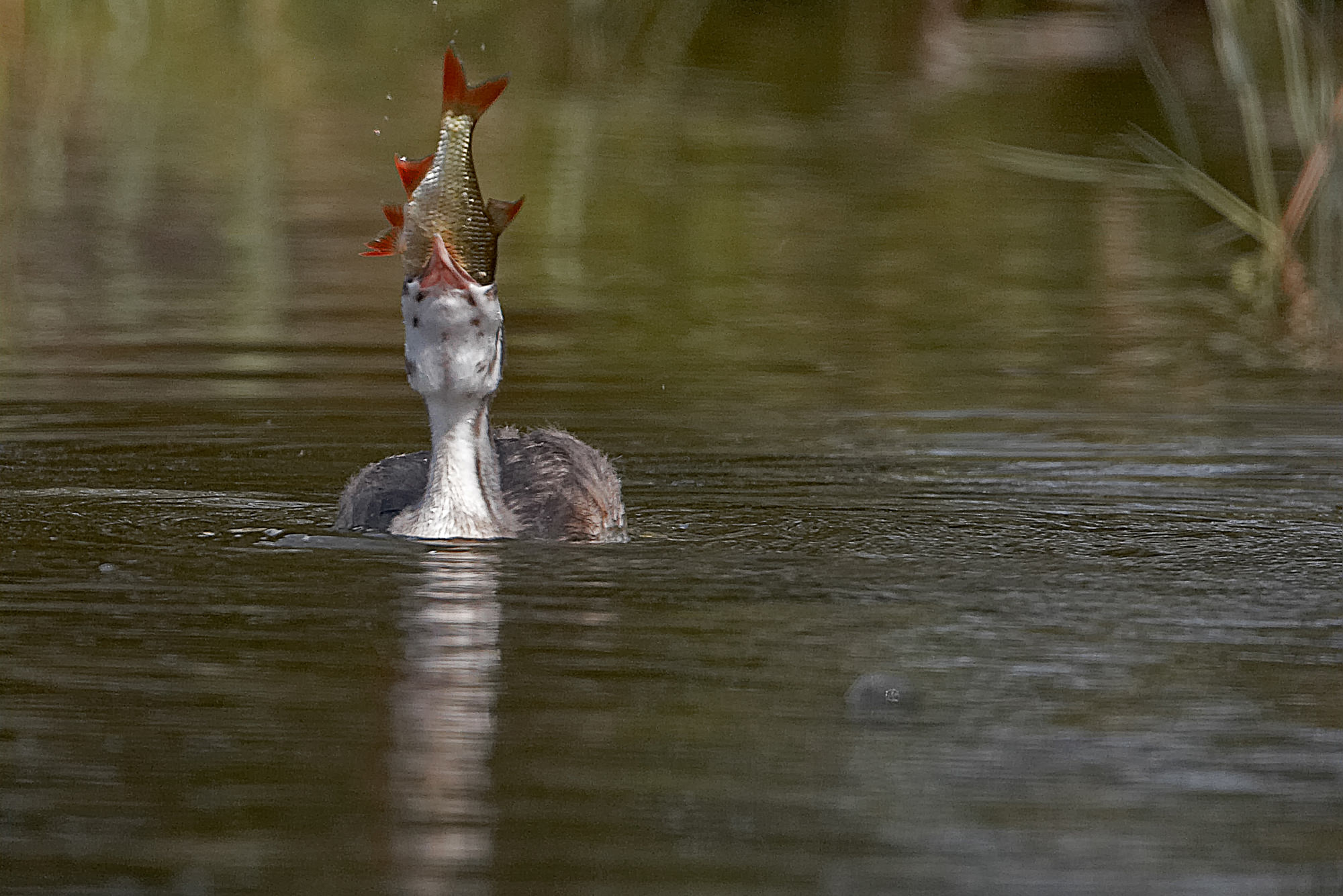 young great crested grebe, lake Staffelsee, Upper Bavaaria