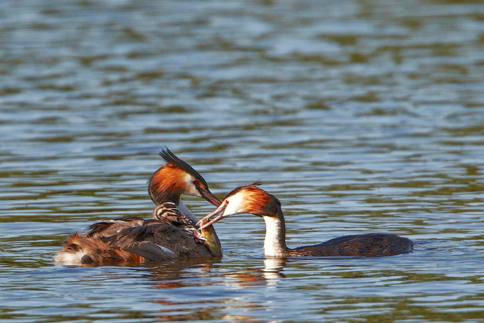 great crested grebe with ckick