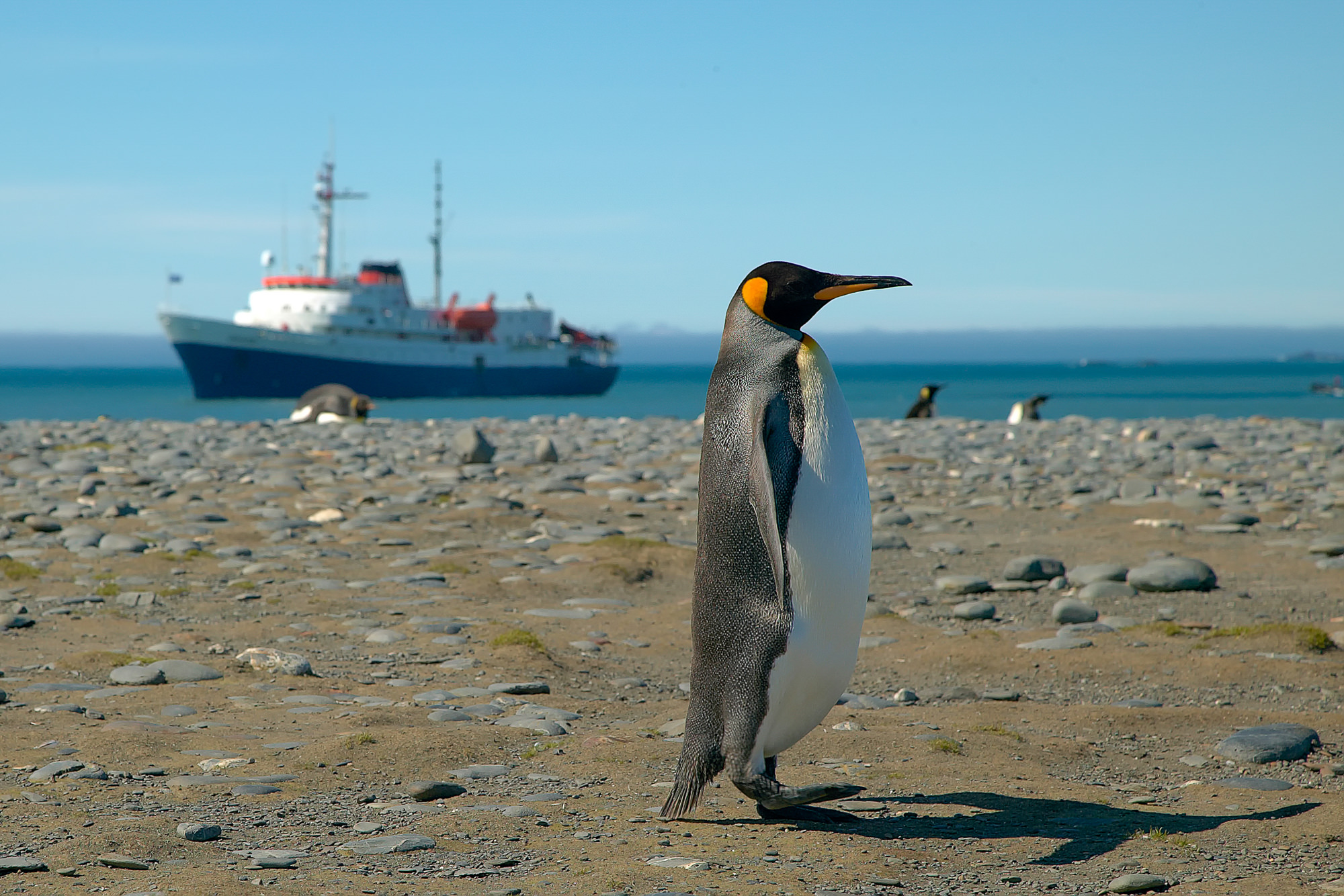 king penguin