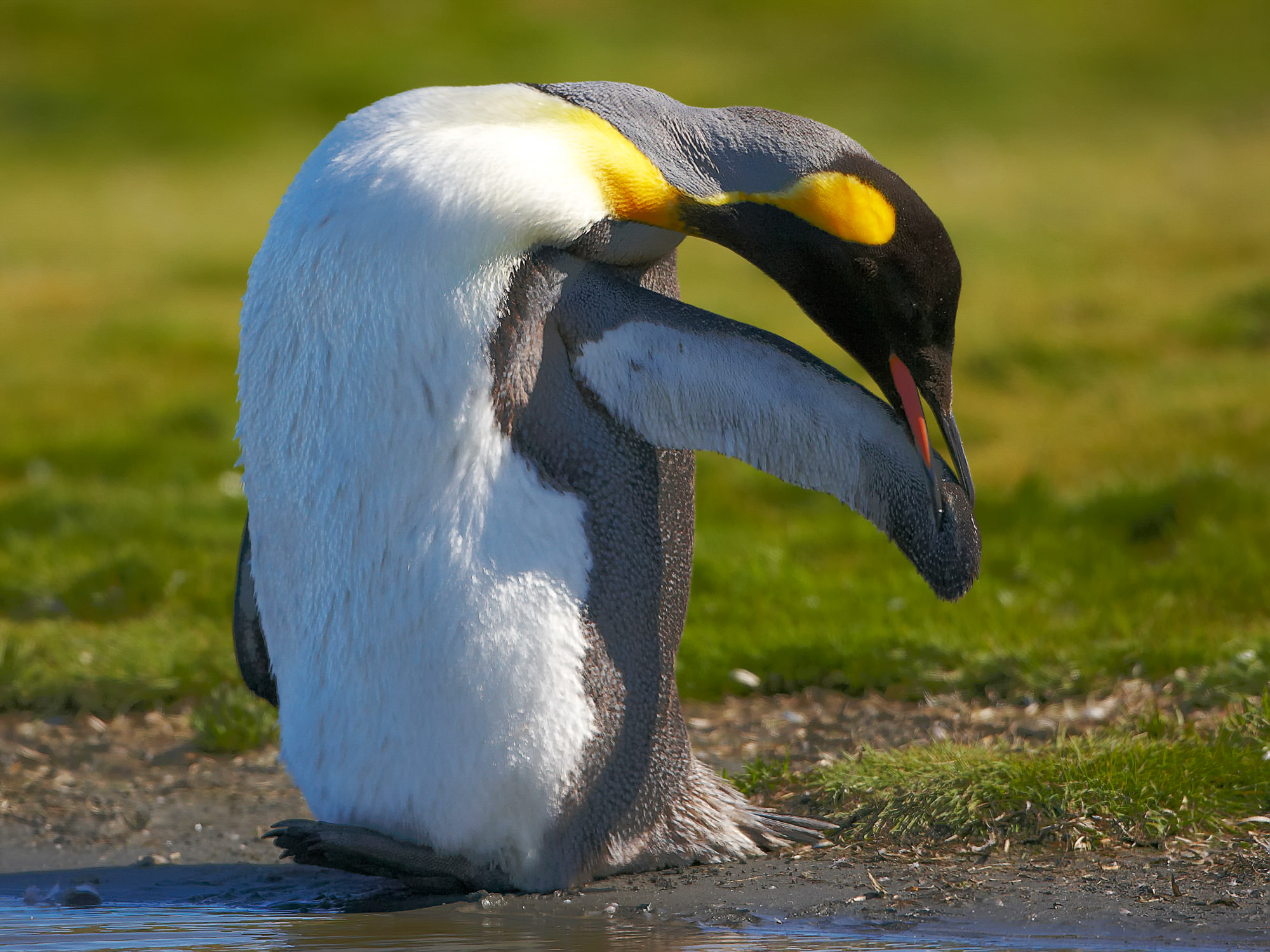 king penguin