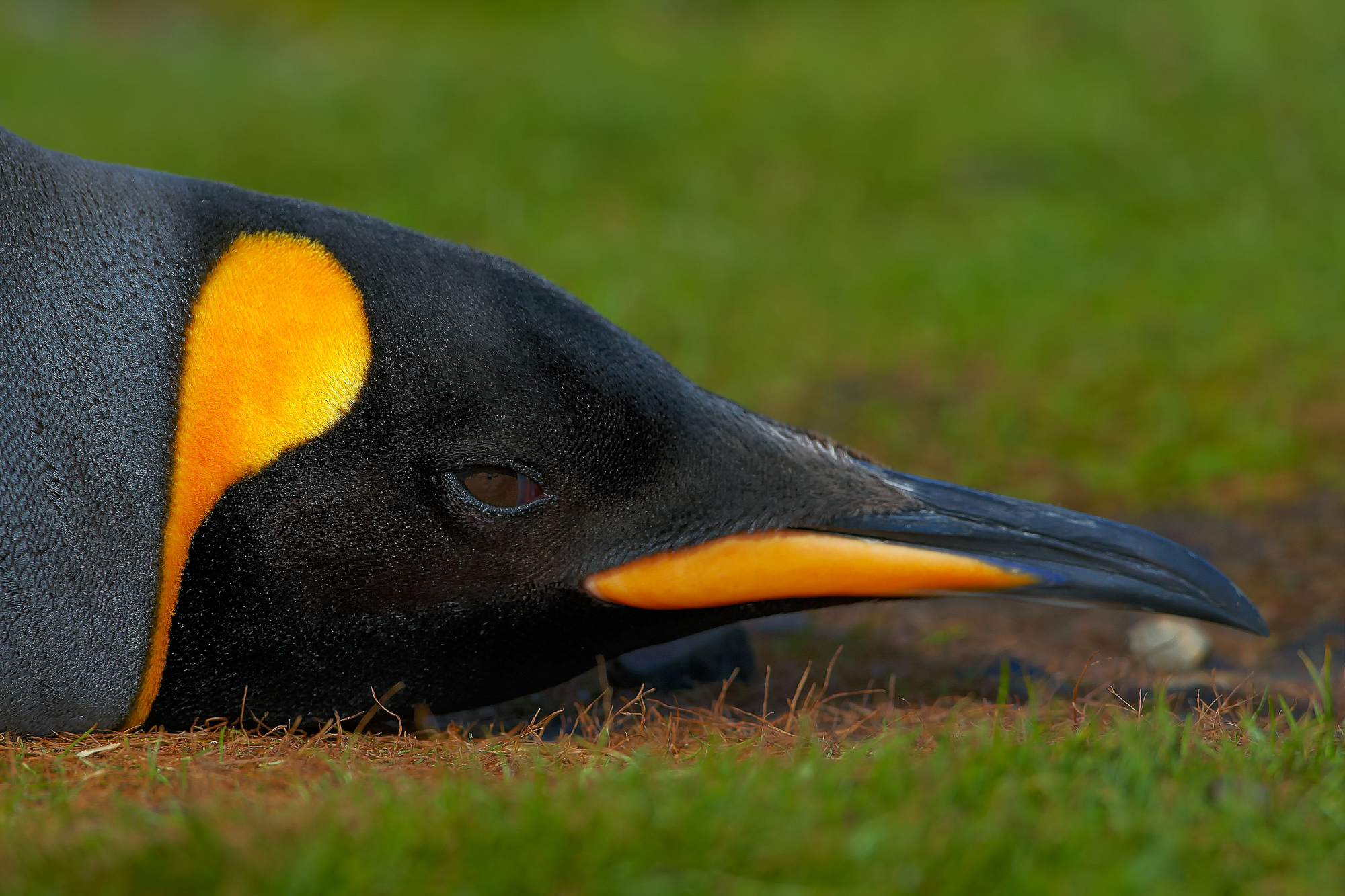 king penguin