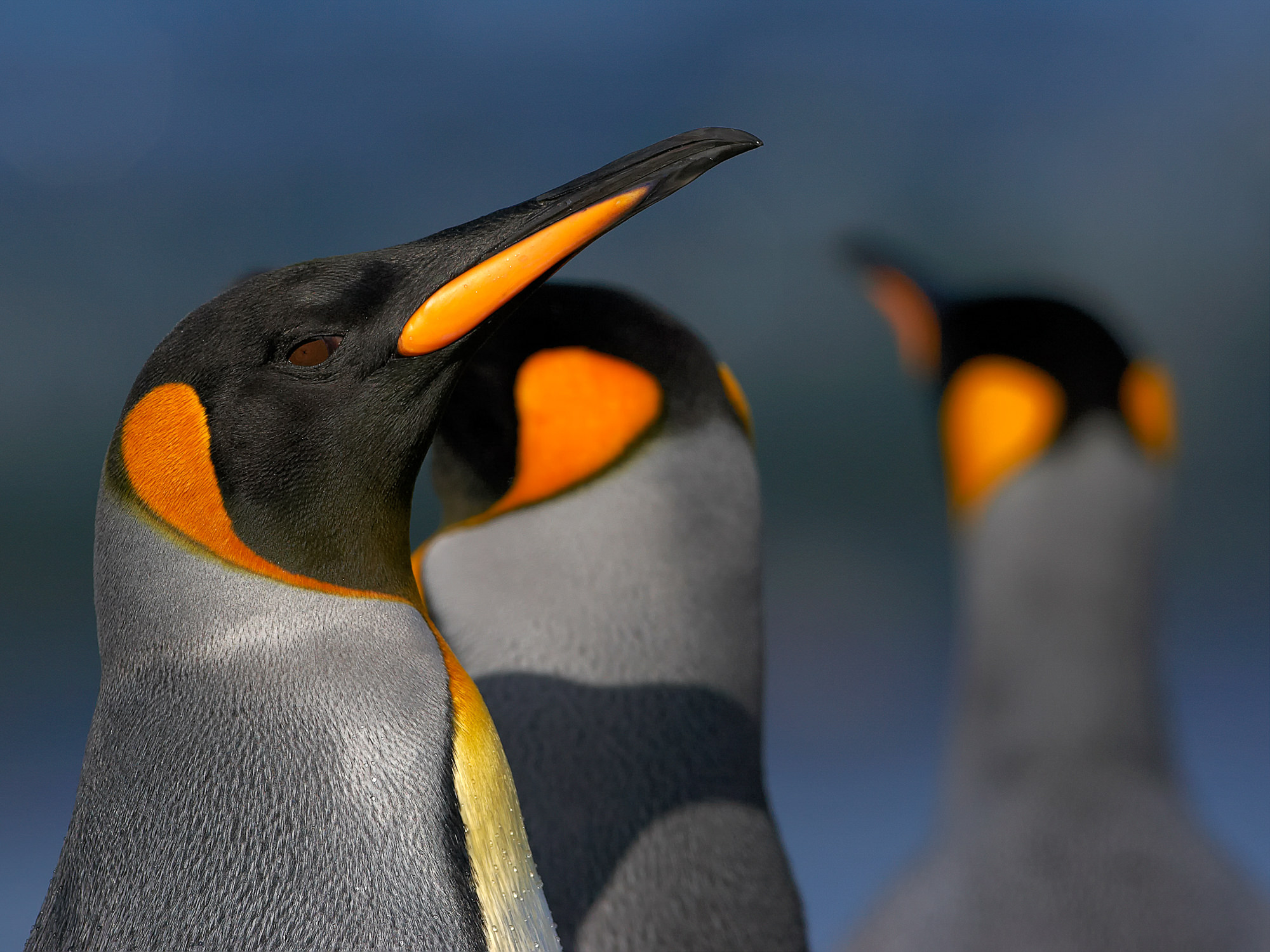 king penguin