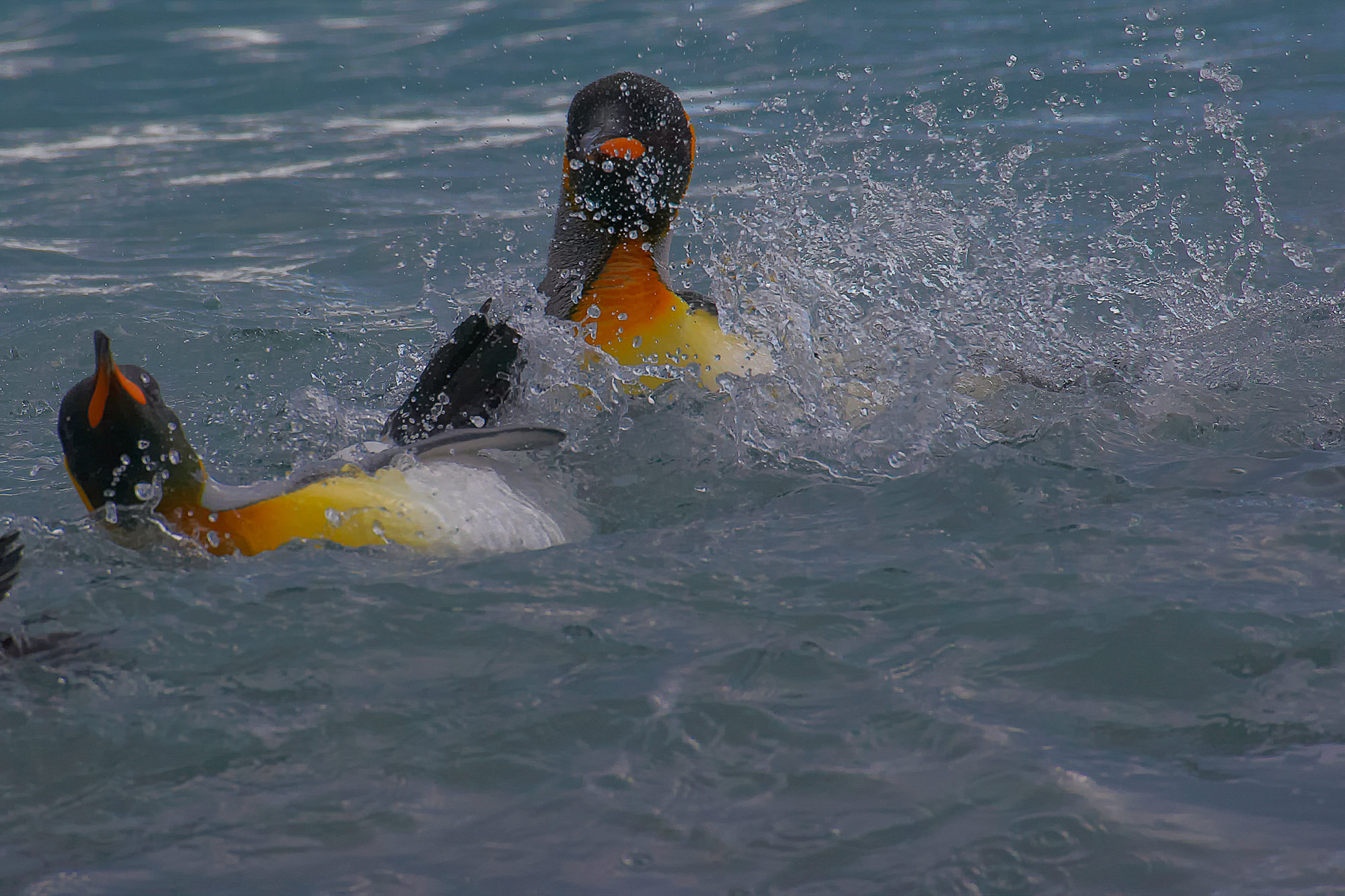 king penguin