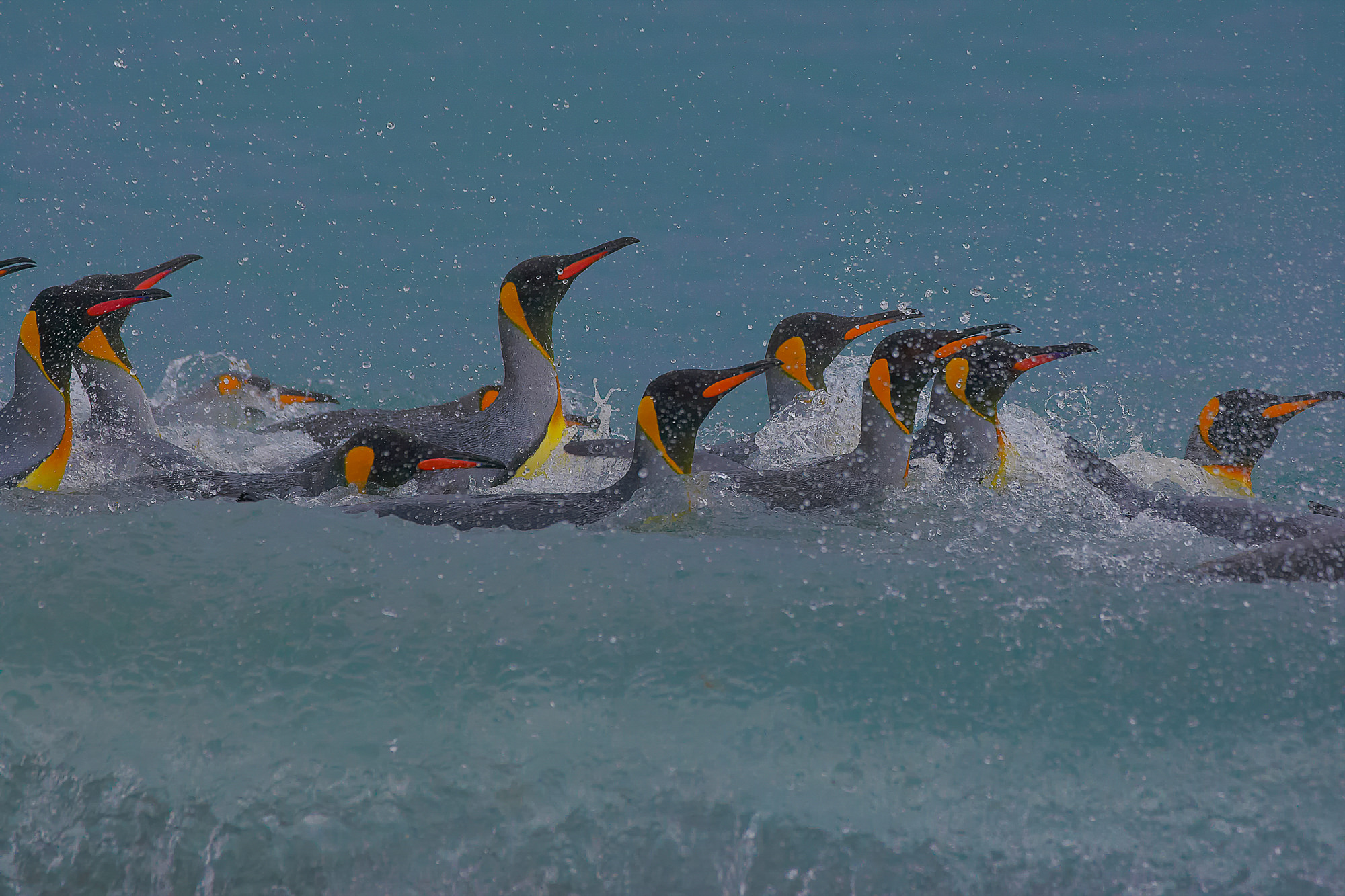 king penguin