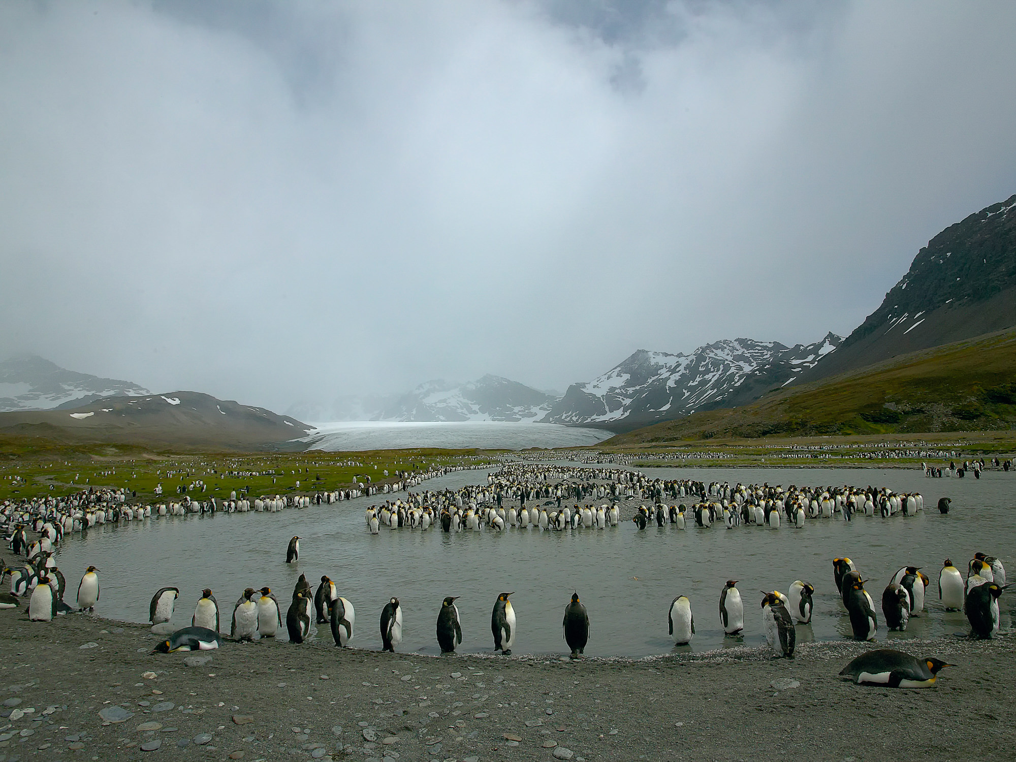 king penguins at St. Andrews Bay