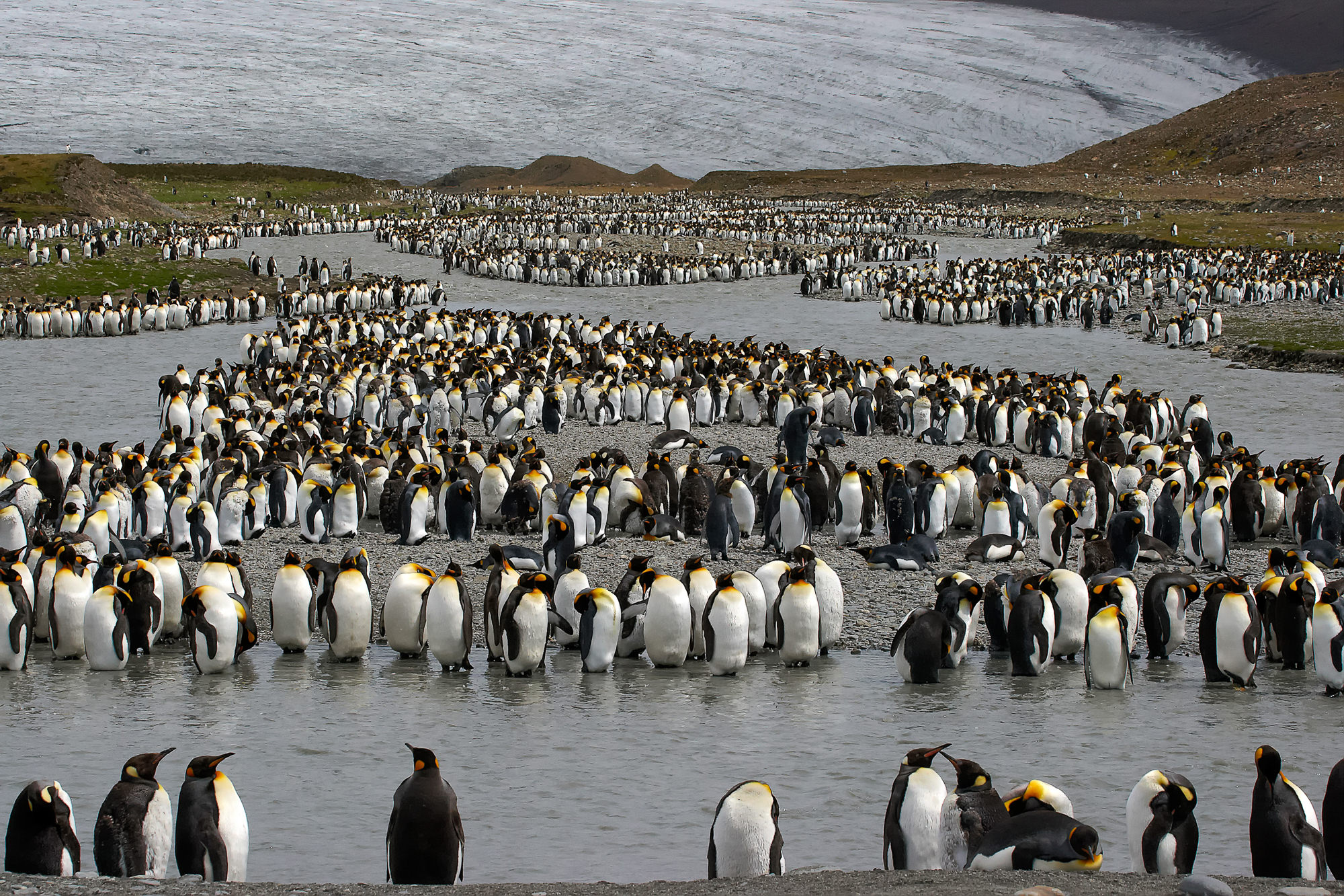 king penguins at St. Andrews Bay