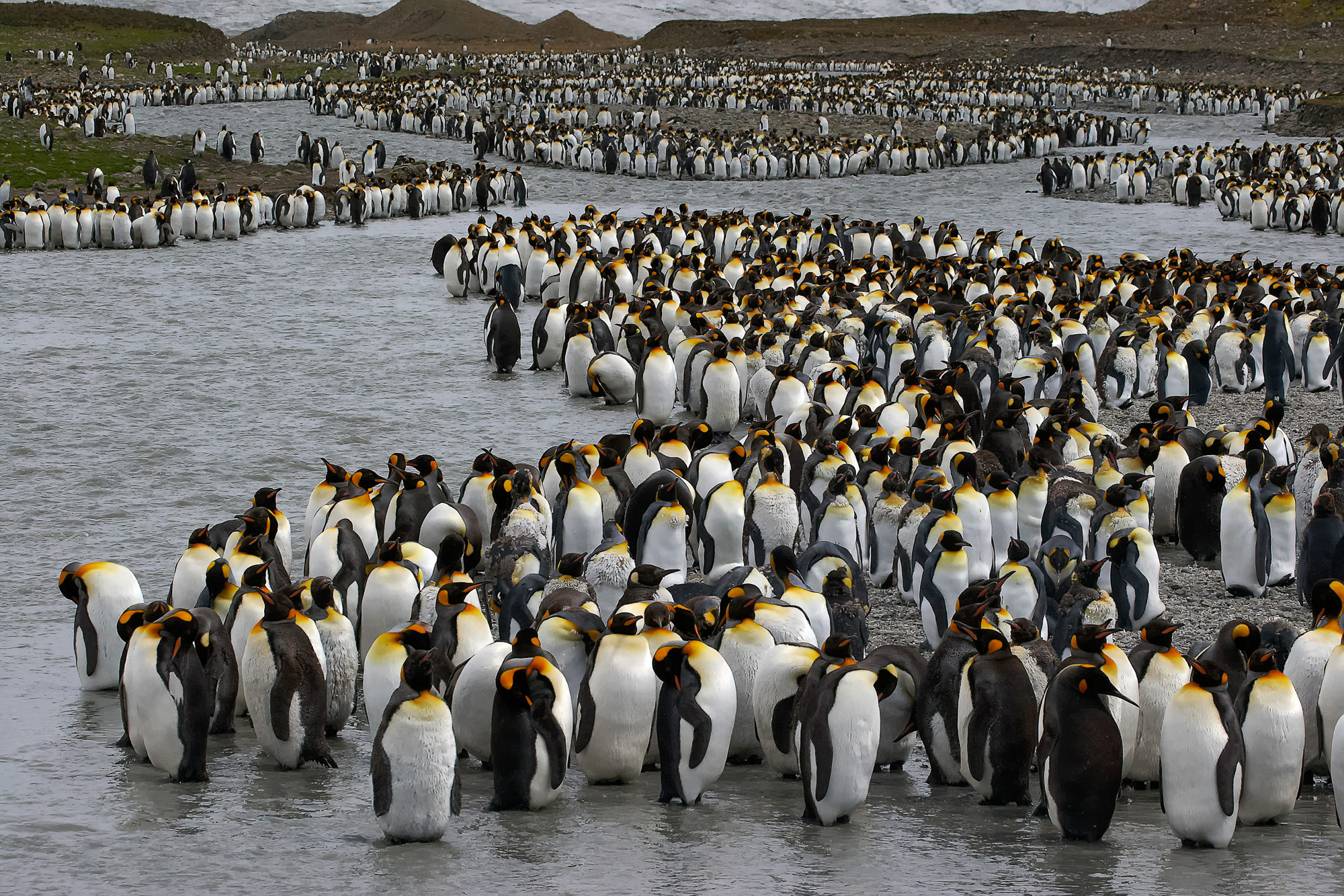 king penguins at St. Andrews Bay