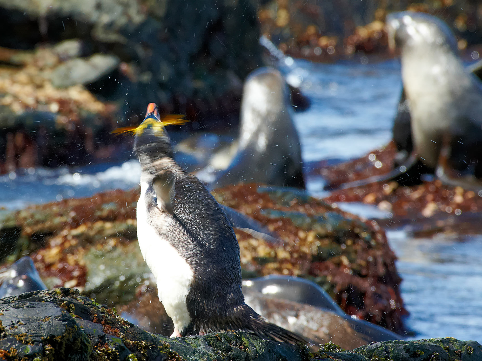 macaroni penguin