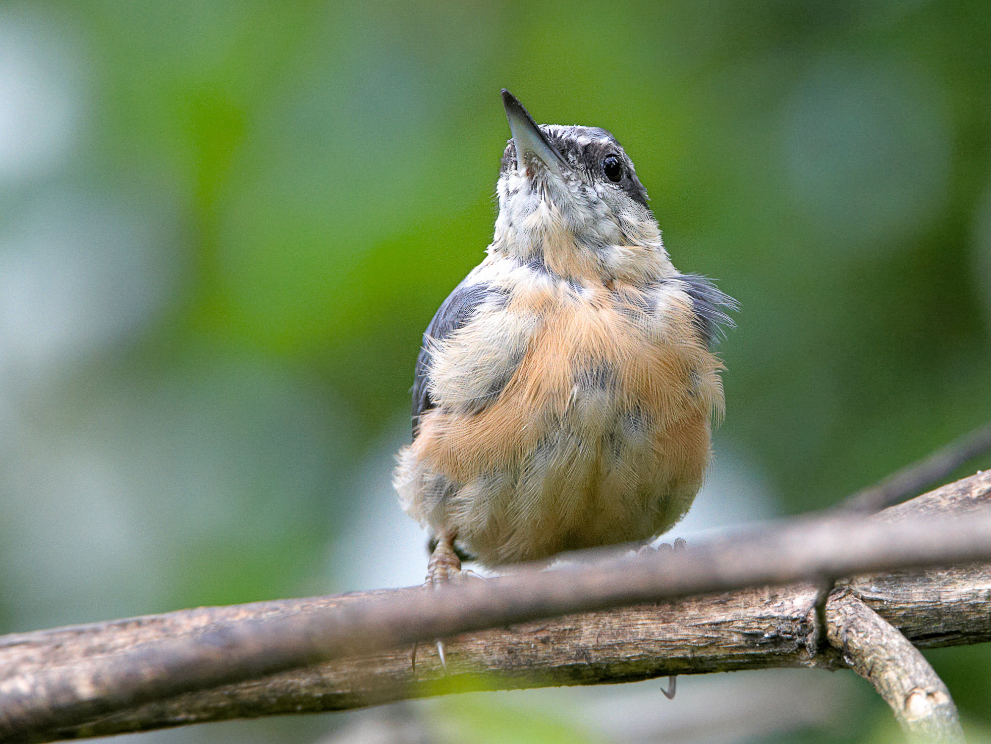 nuthatch chick